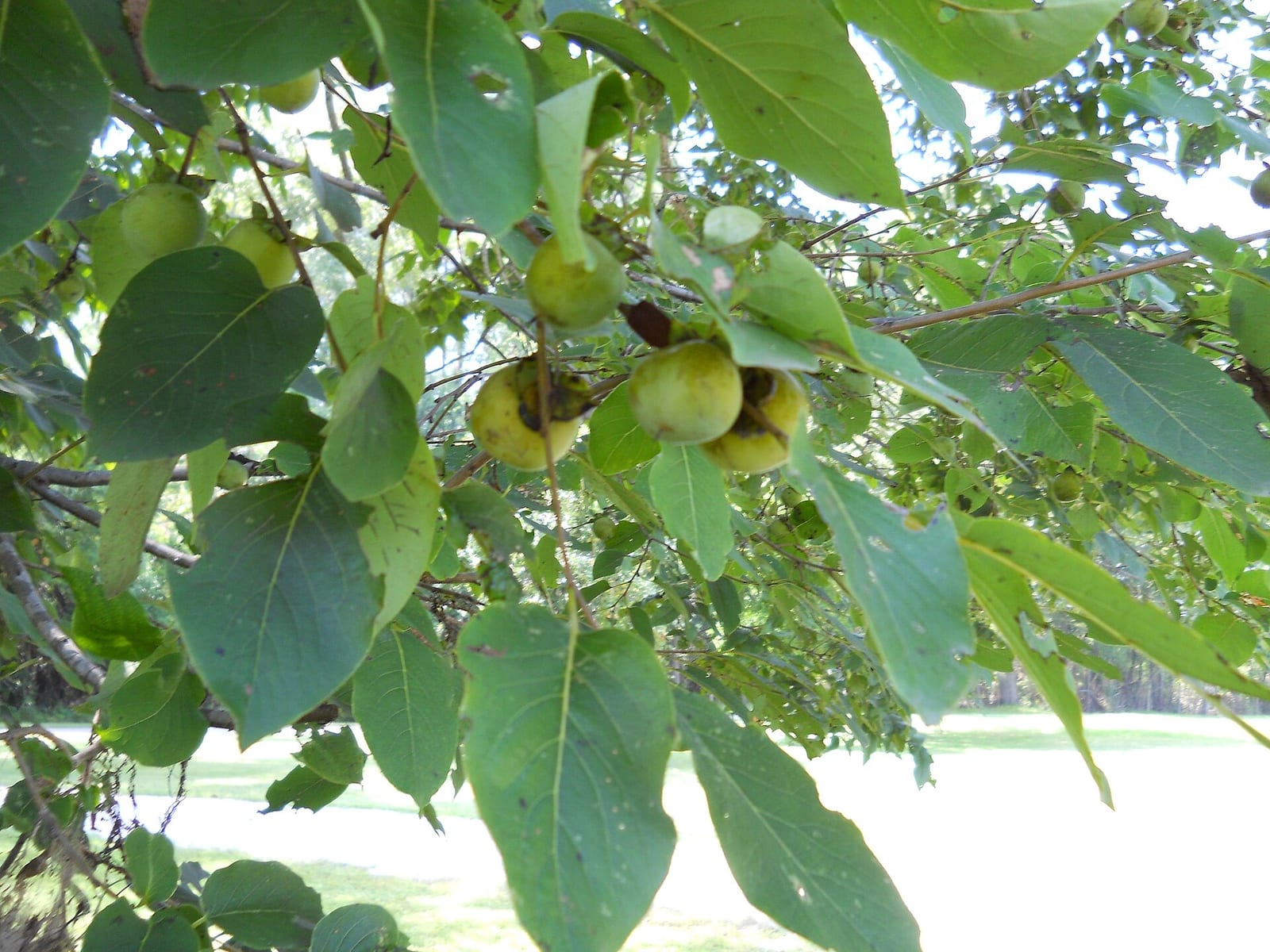 American persimmon: Fruit or seed