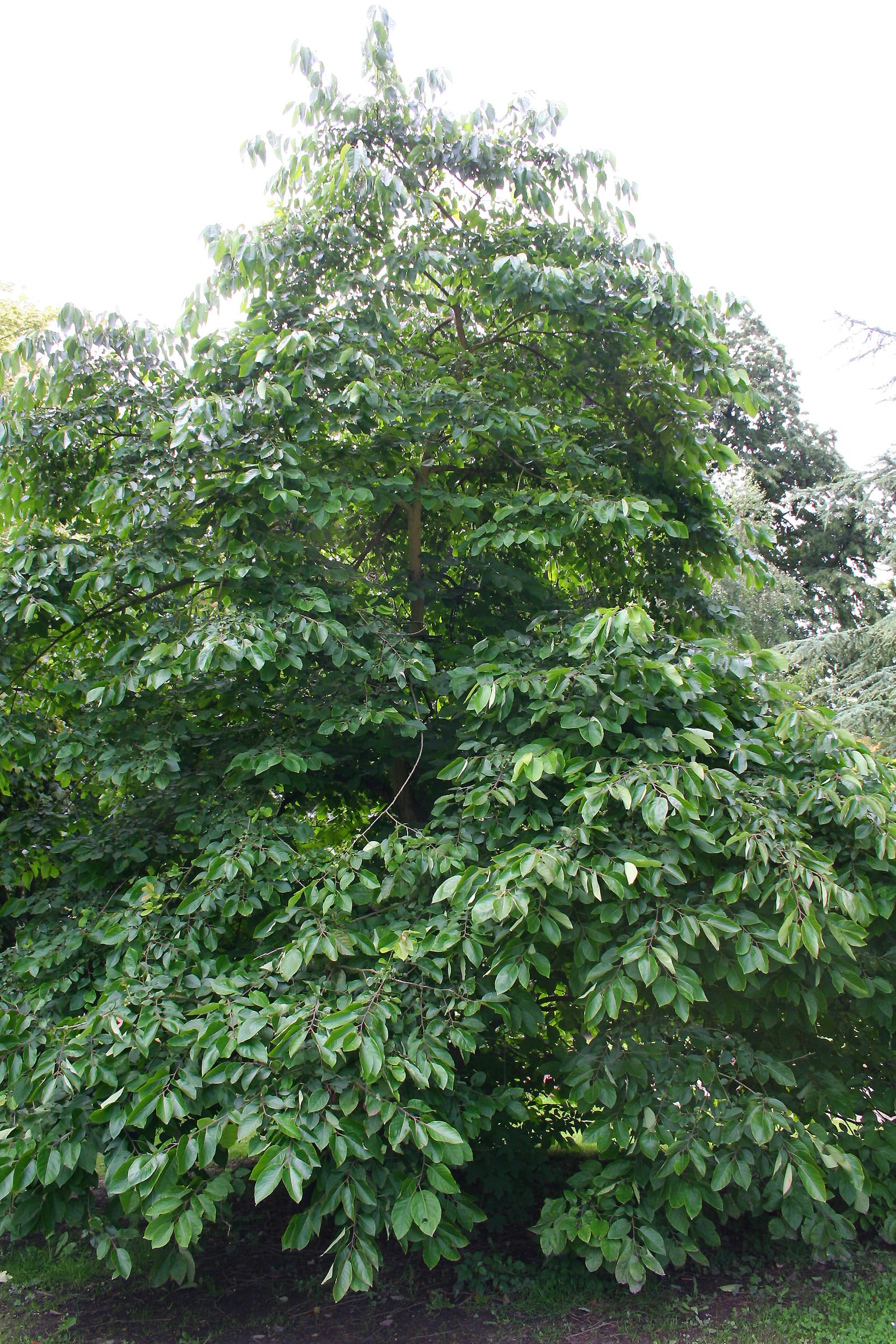 American persimmon: Habitat