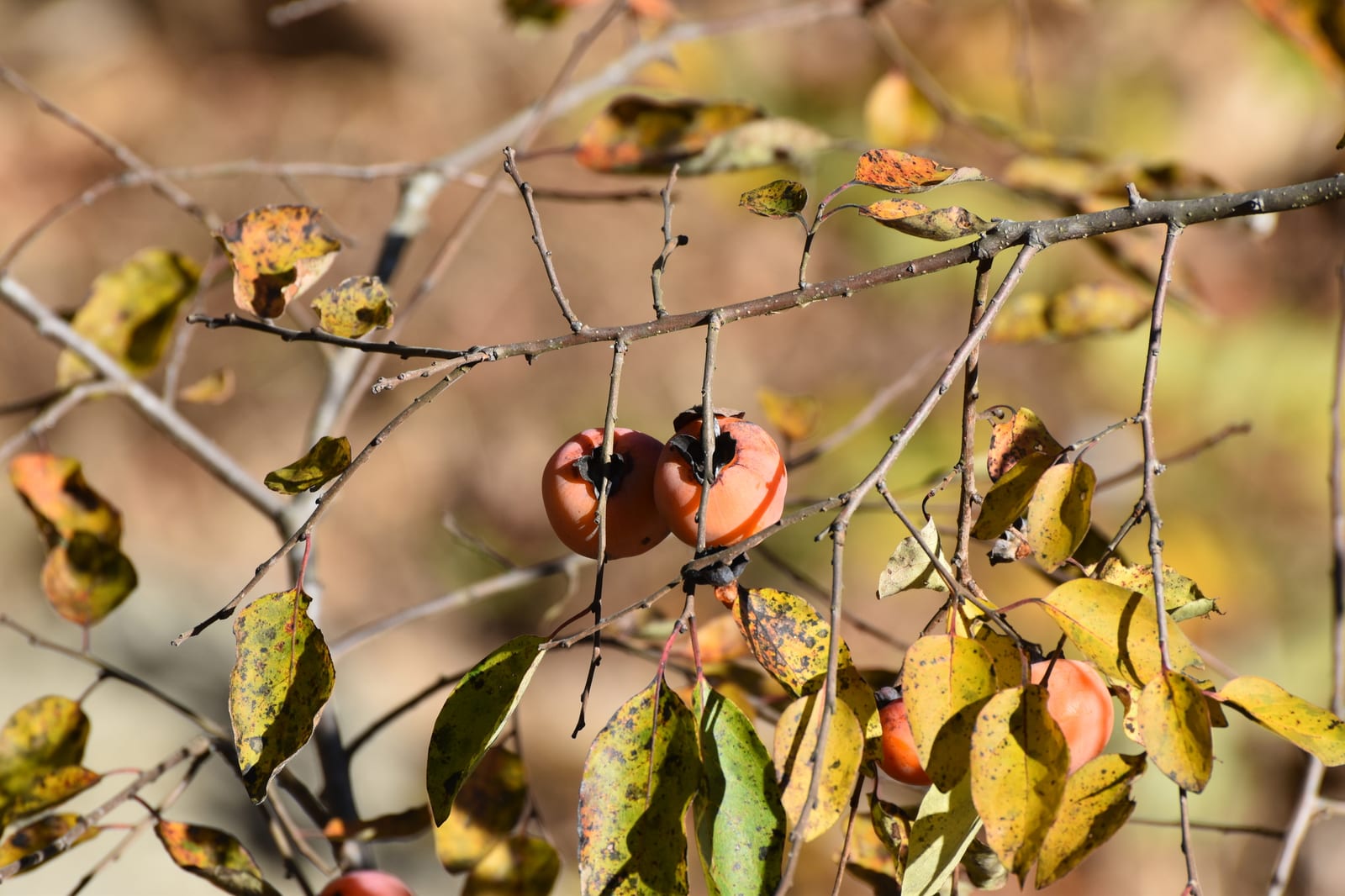 American persimmon: Whole plant