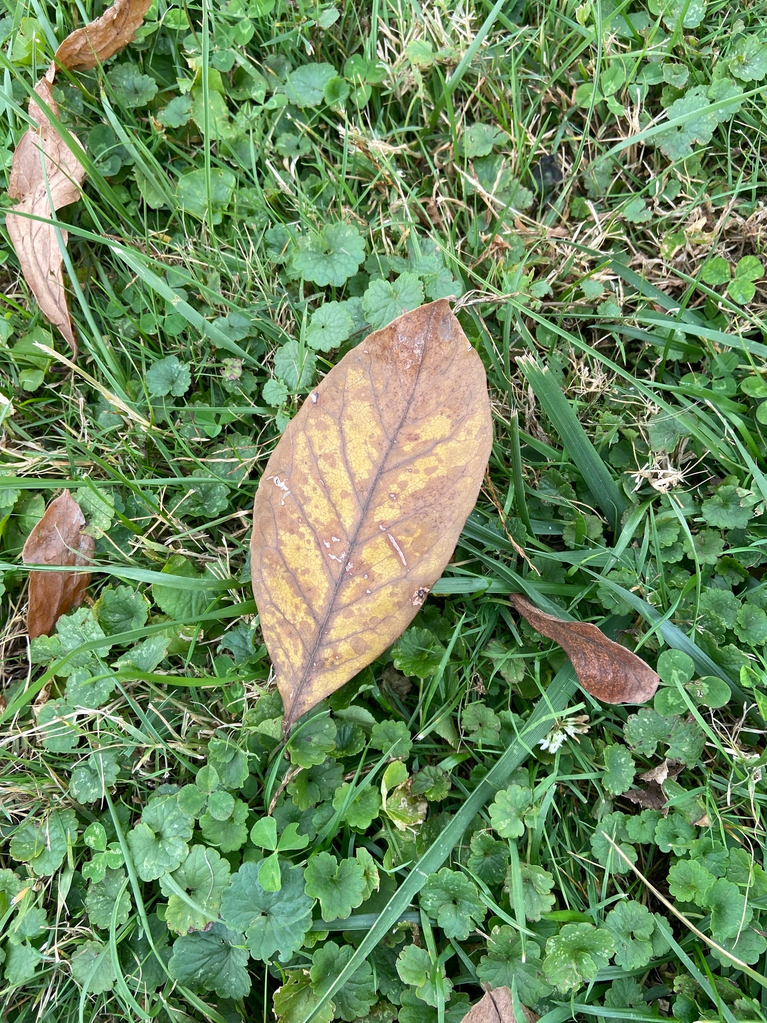 American persimmon: Whole plant