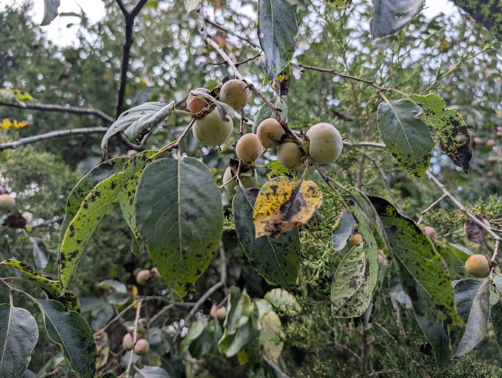 American persimmon: Whole plant