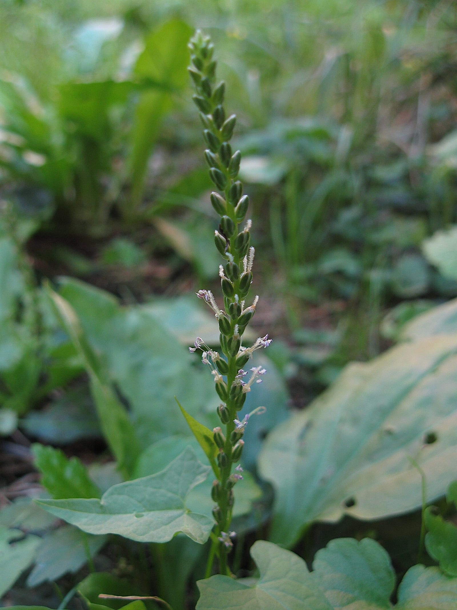 Broadleaf plantain: Flower