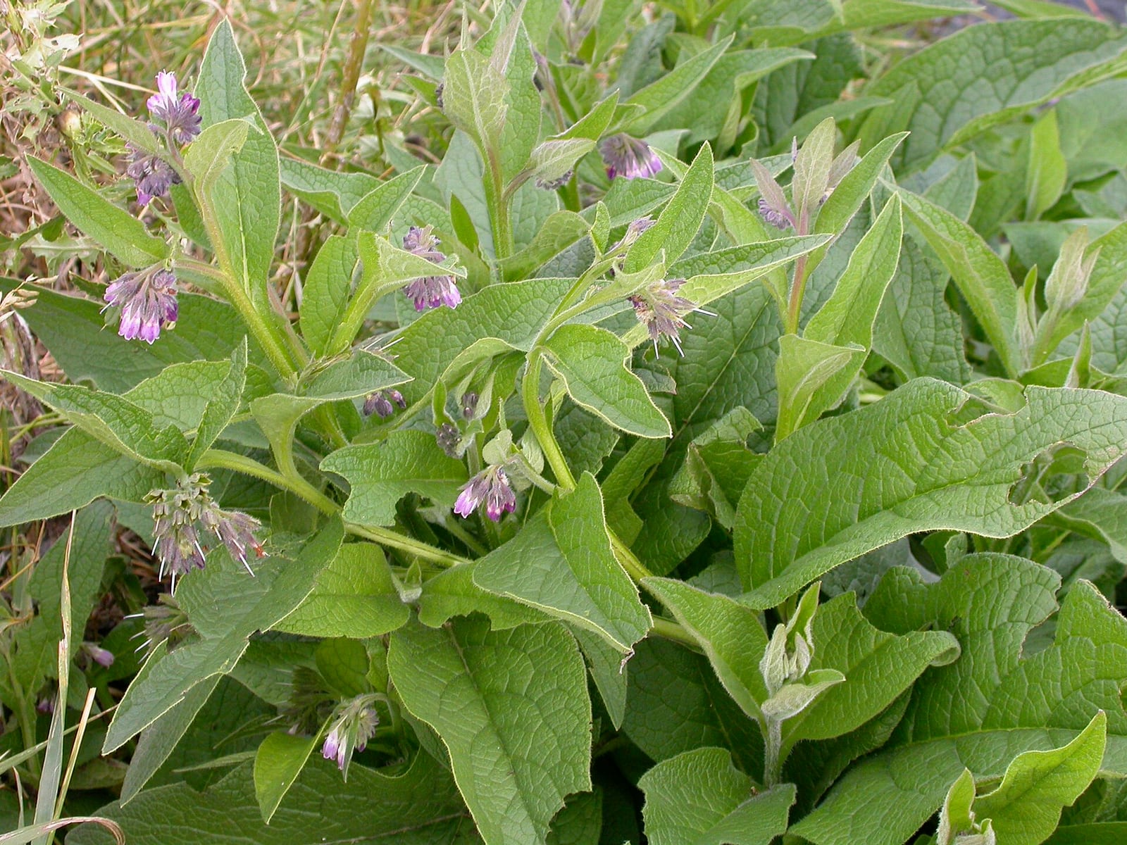 Broadleaf plantain: Look-alike side by side. Comfrey (Symphytum officinale), a toxic look-alike