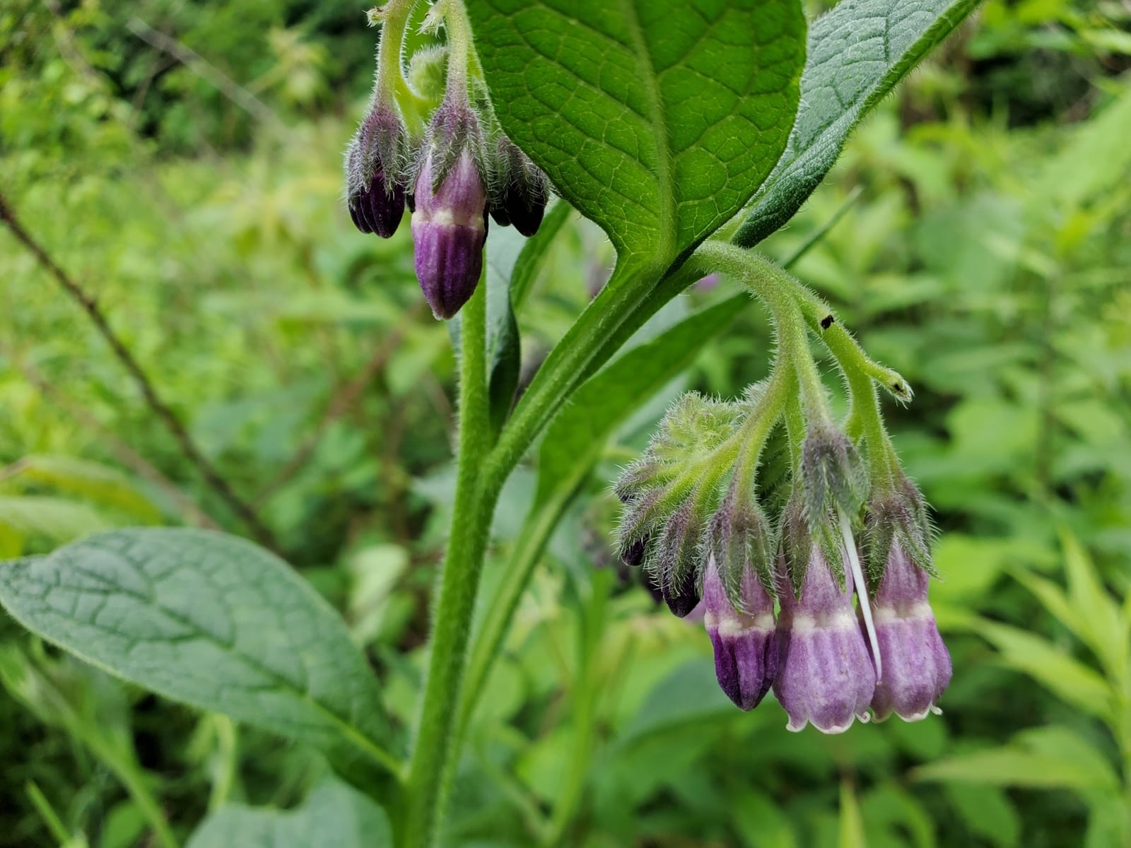 Broadleaf plantain: Look-alike side by side. Comfrey (Symphytum officinale), a toxic look-alike