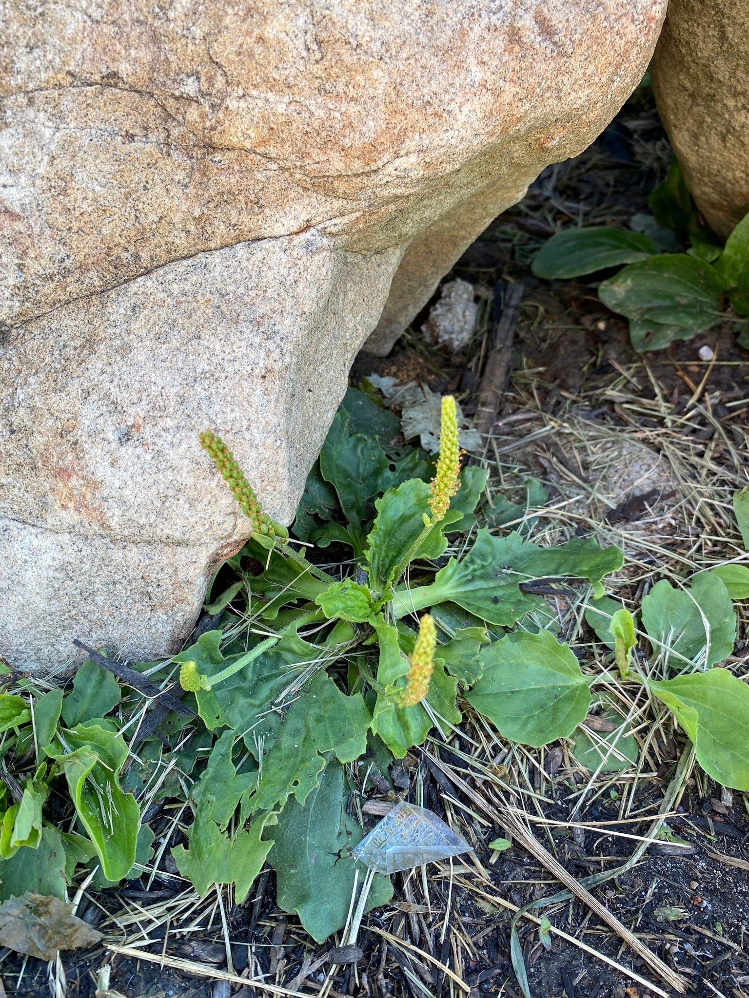 Broadleaf plantain: Whole plant