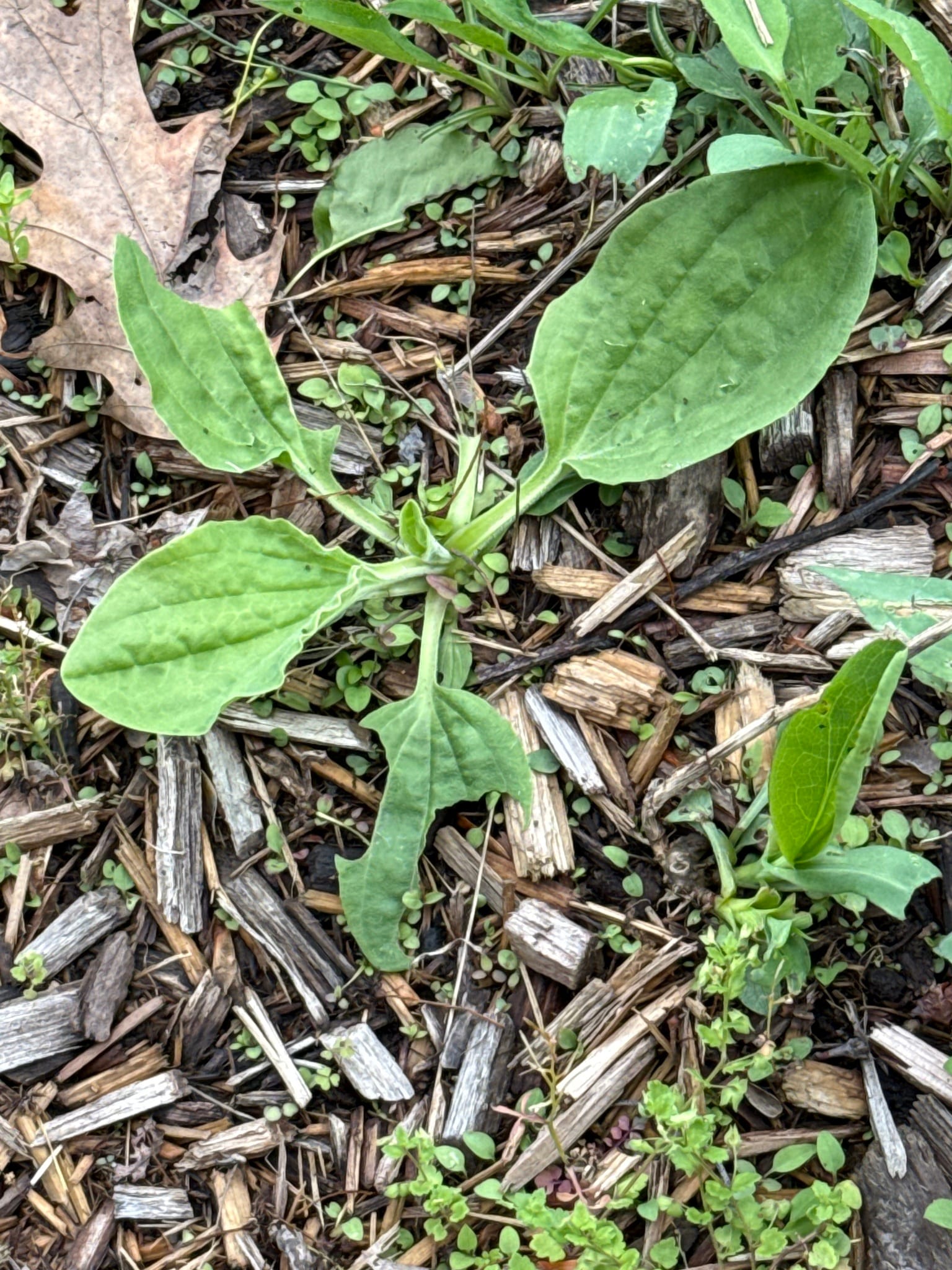 Broadleaf plantain: Whole plant