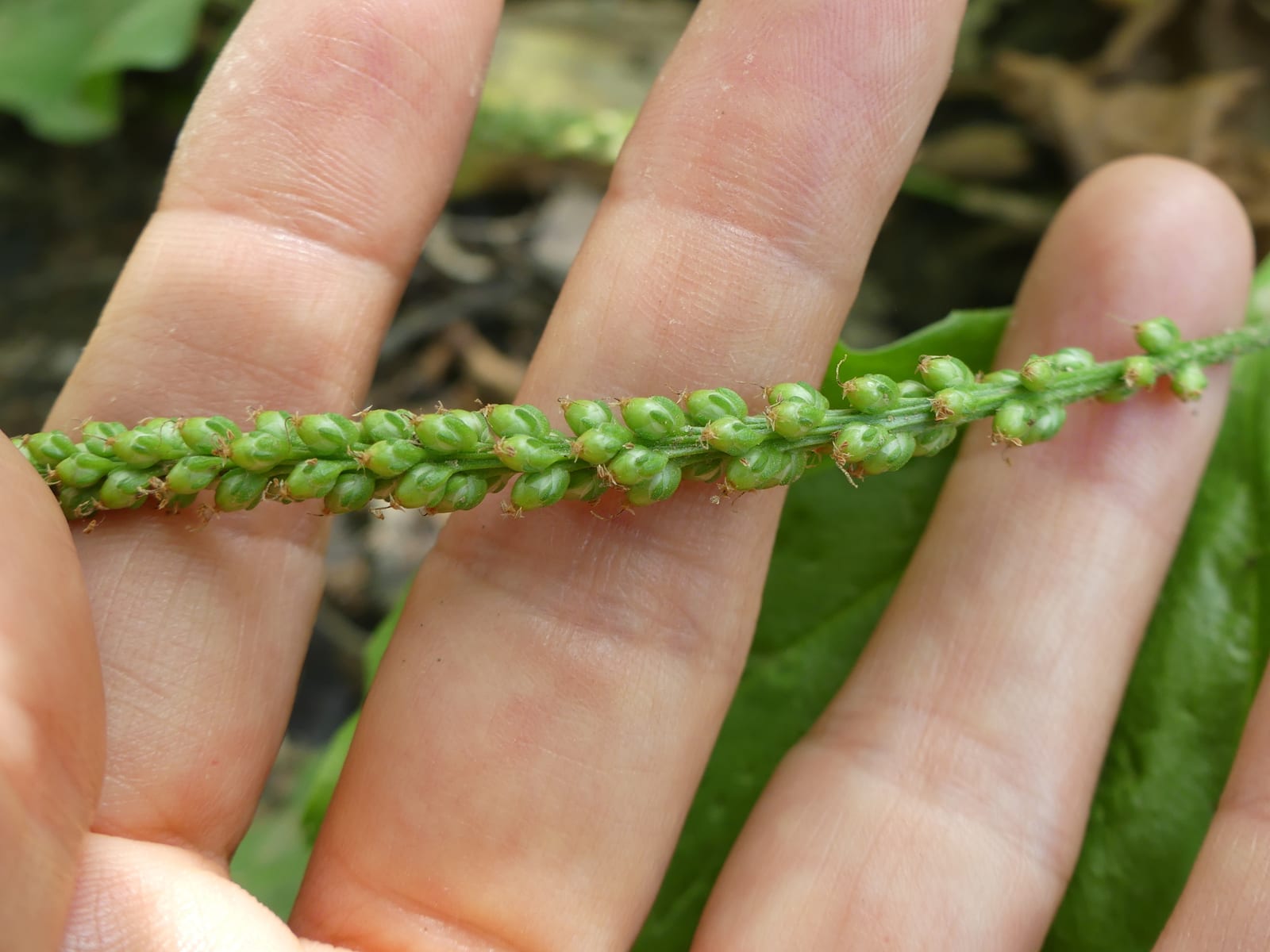 Broadleaf plantain: Whole plant
