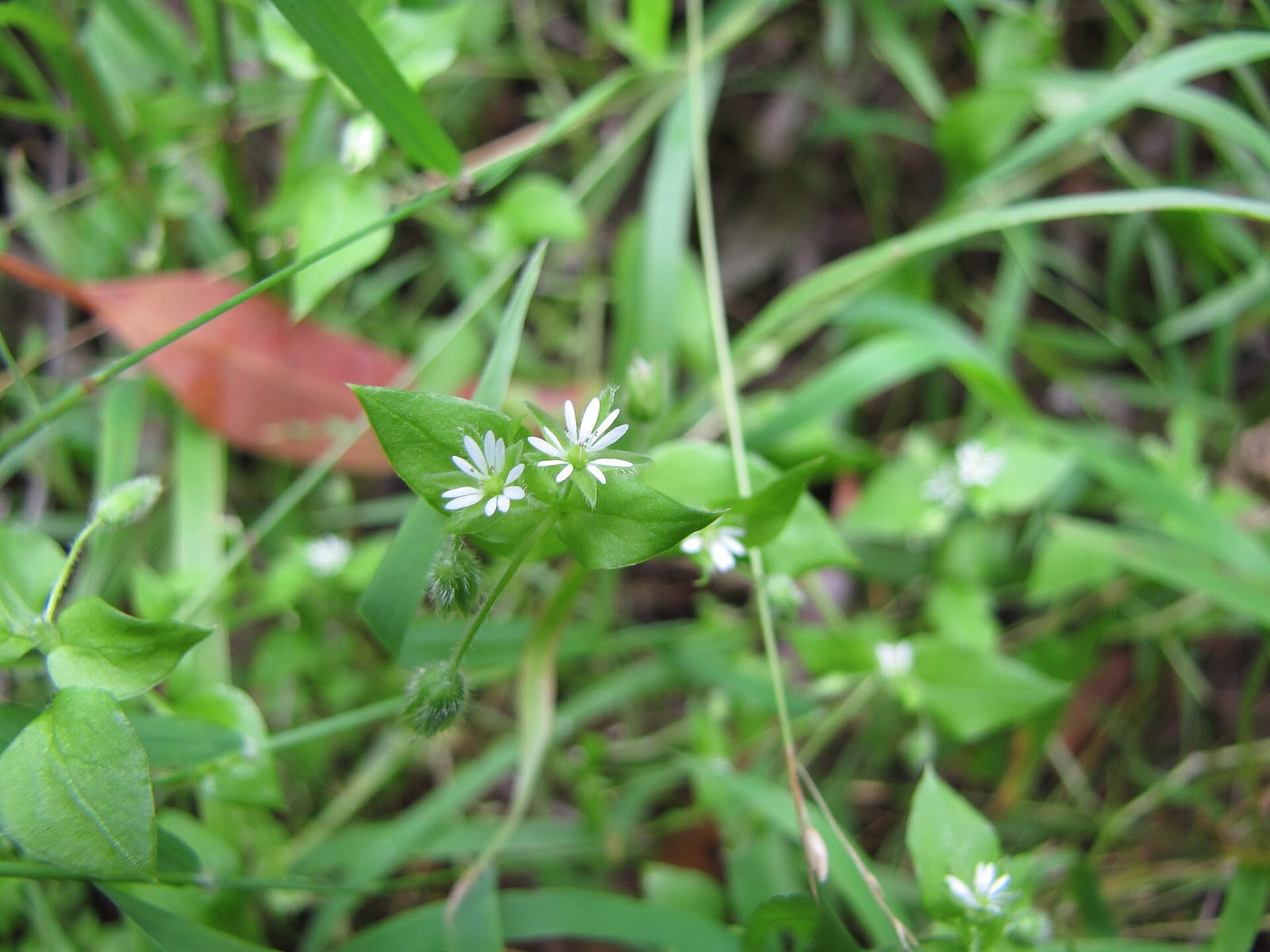 Chickweed: Flower