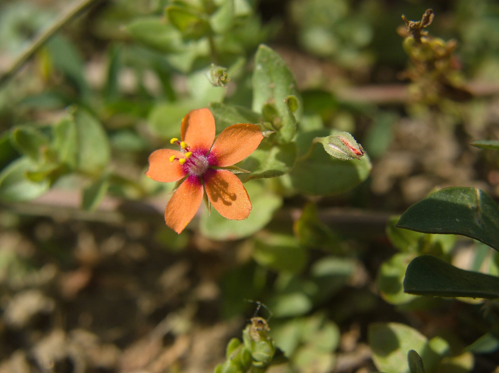 Chickweed: Look-alike side by side. Scarlet pimpernel (Lysimachia arvensis), a toxic look-alike