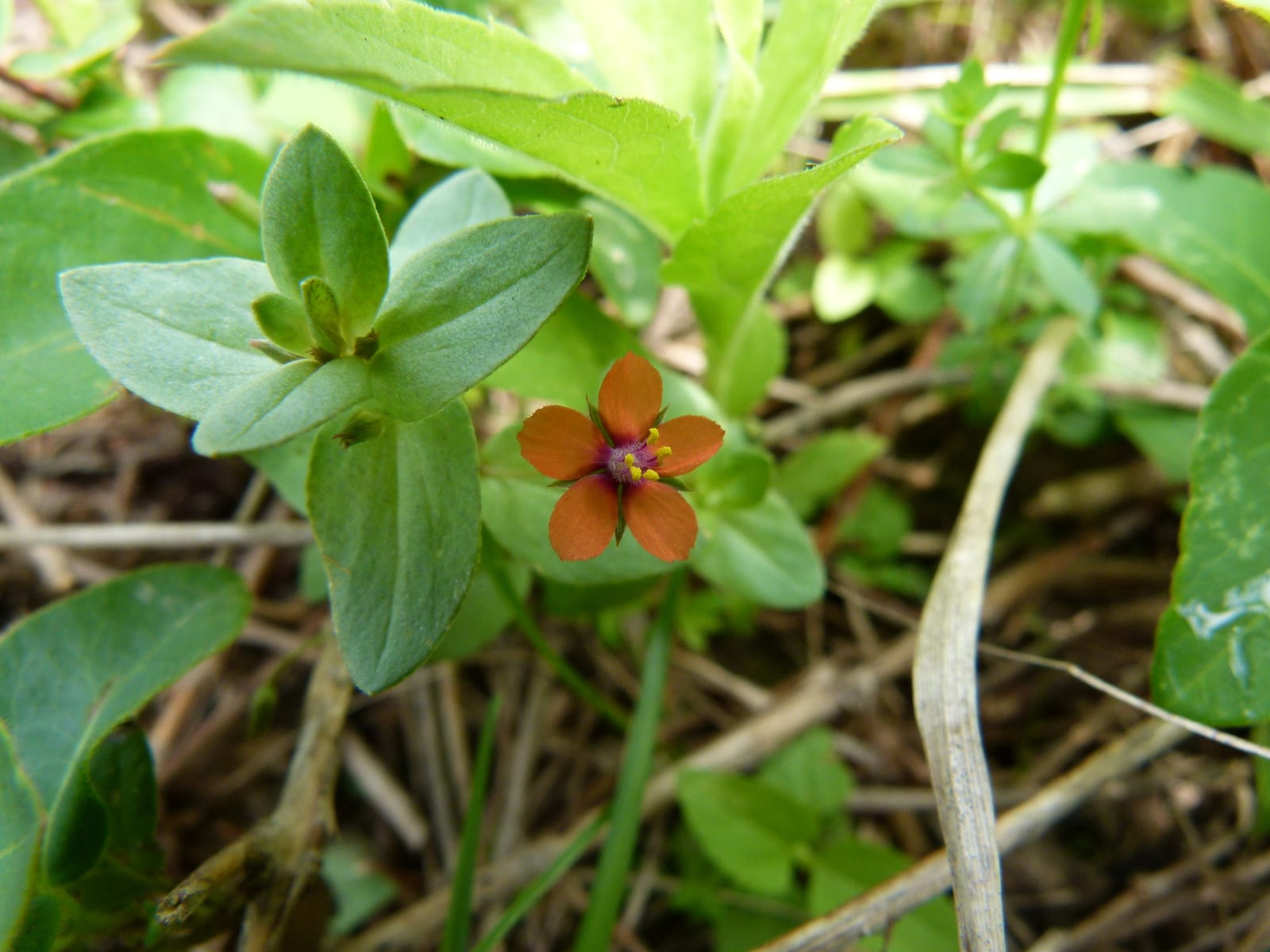 Chickweed: Look-alike side by side. Scarlet pimpernel (Lysimachia arvensis), a toxic look-alike