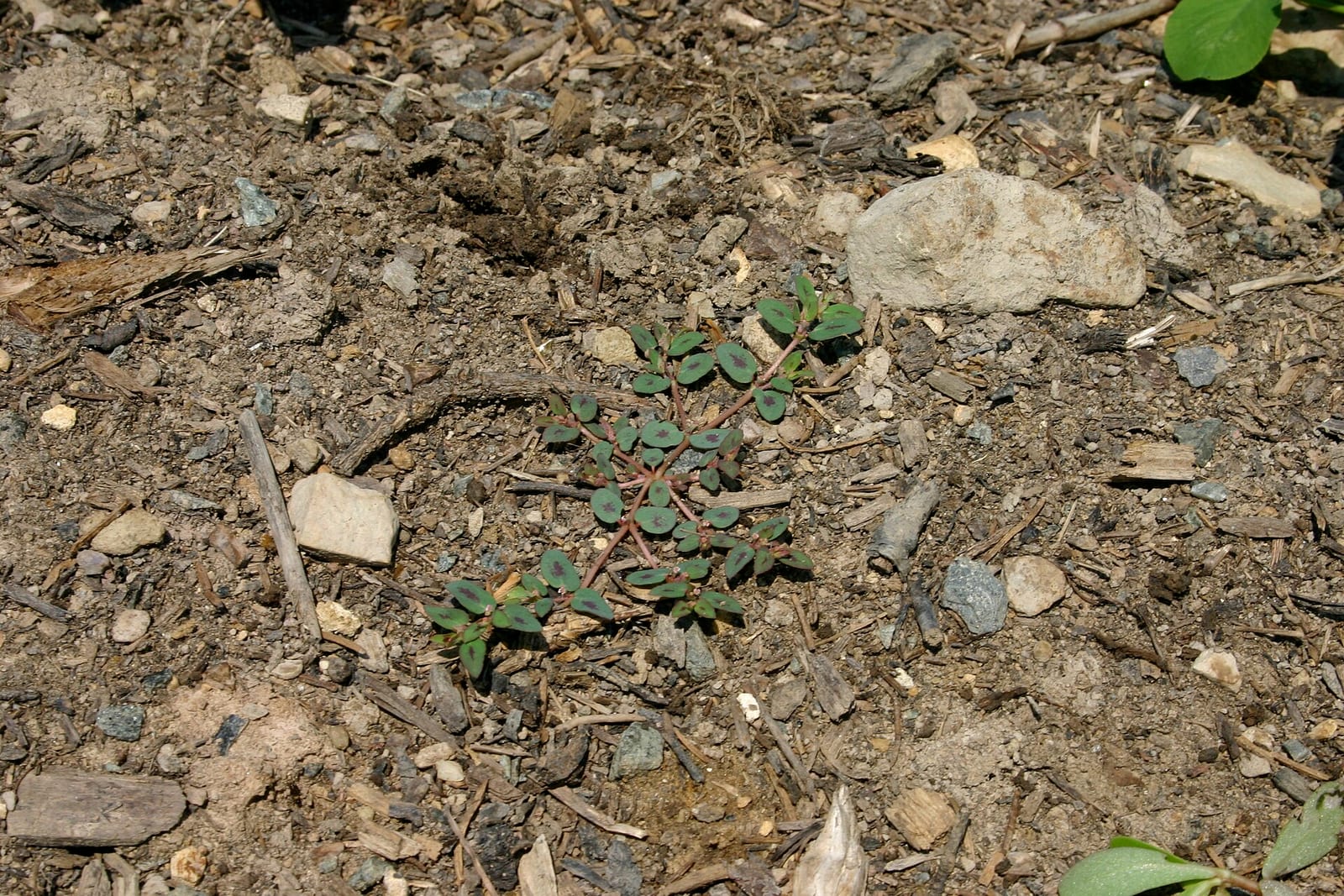 Chickweed: Look-alike side by side. Spotted spurge (Euphorbia maculata), a toxic look-alike