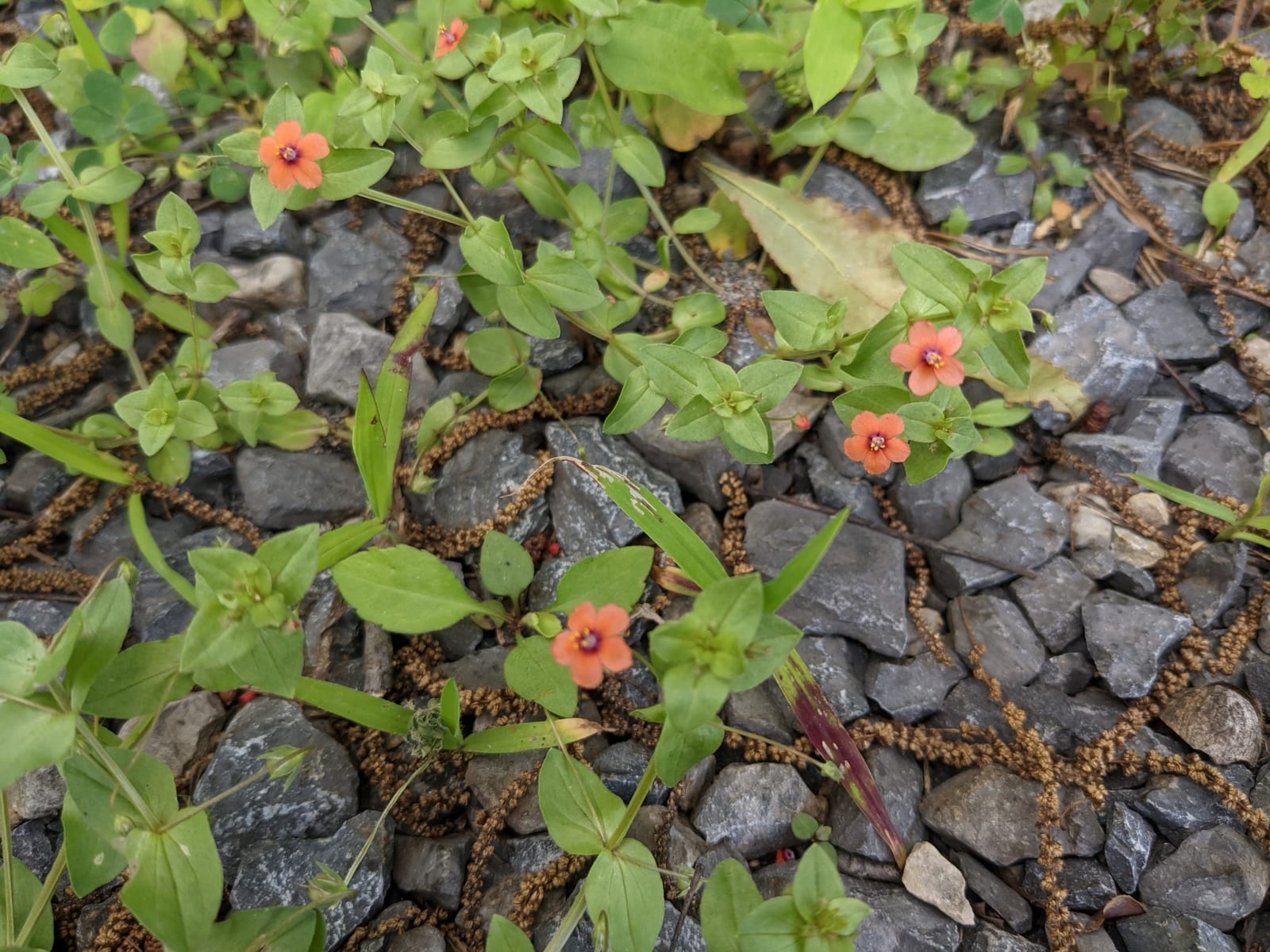 Chickweed: Look-alike side by side. Scarlet pimpernel (Lysimachia arvensis), a toxic look-alike