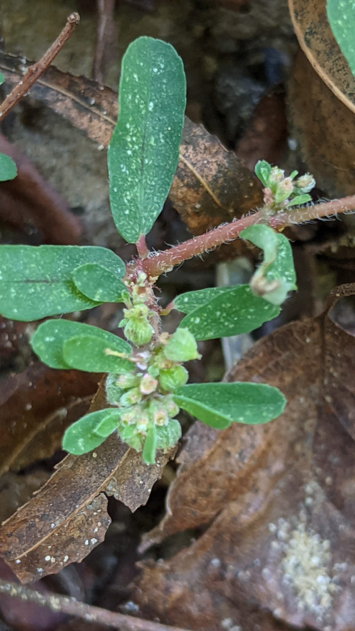 Chickweed: Look-alike side by side. Spotted spurge (Euphorbia maculata), a toxic look-alike