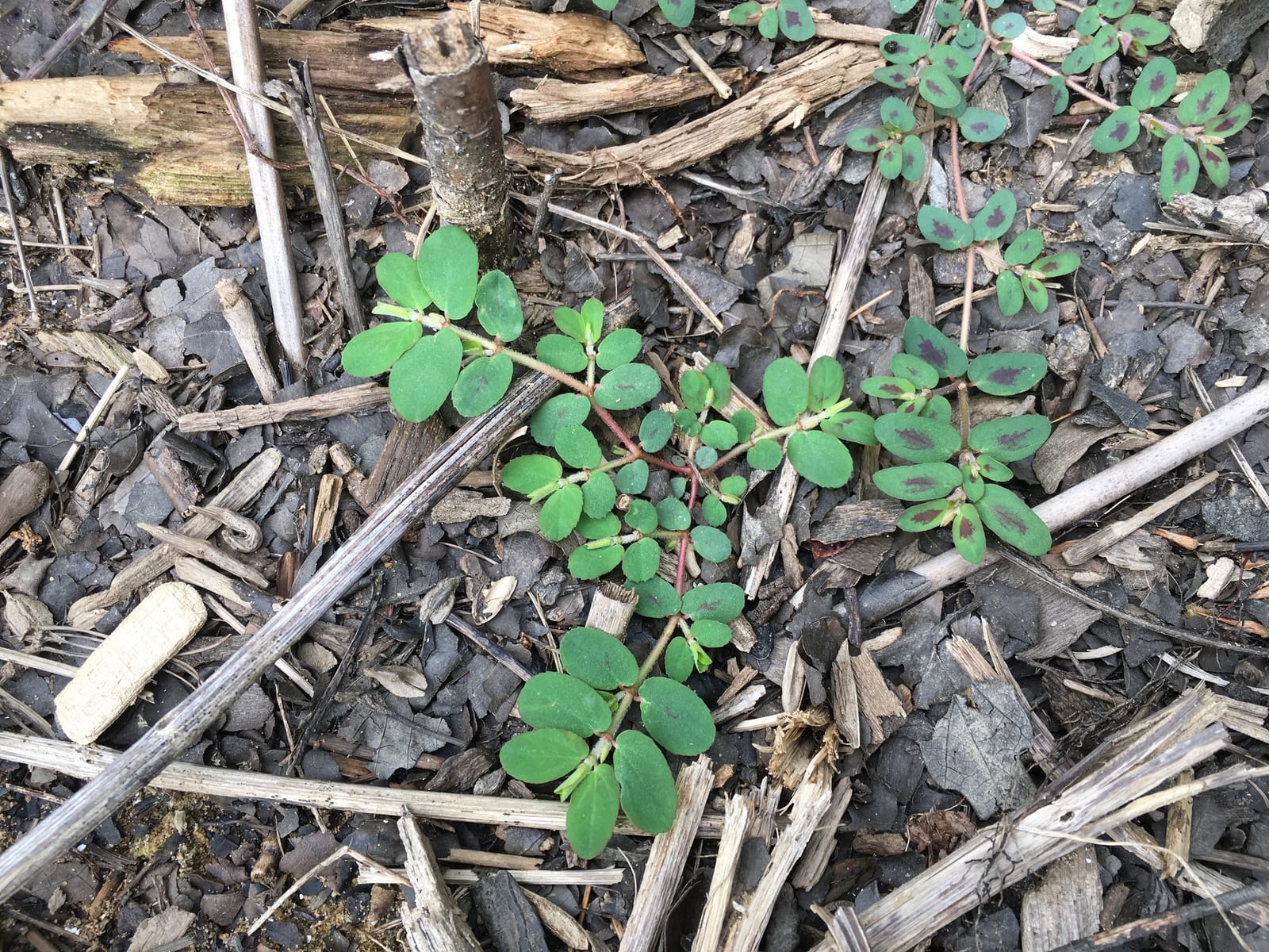 Chickweed: Look-alike side by side. Spotted spurge (Euphorbia maculata), a toxic look-alike