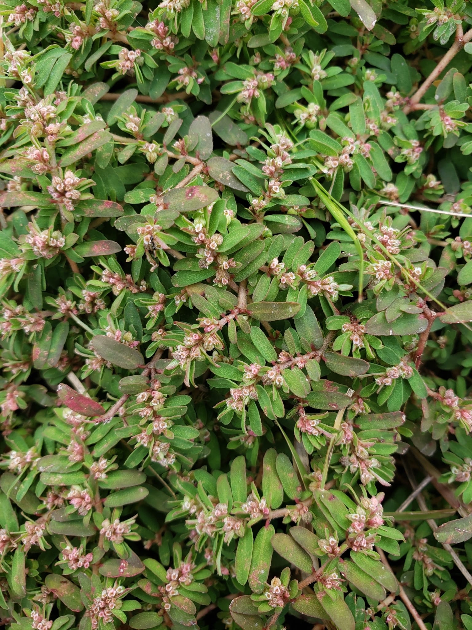 Chickweed: Look-alike side by side. Spotted spurge (Euphorbia maculata), a toxic look-alike