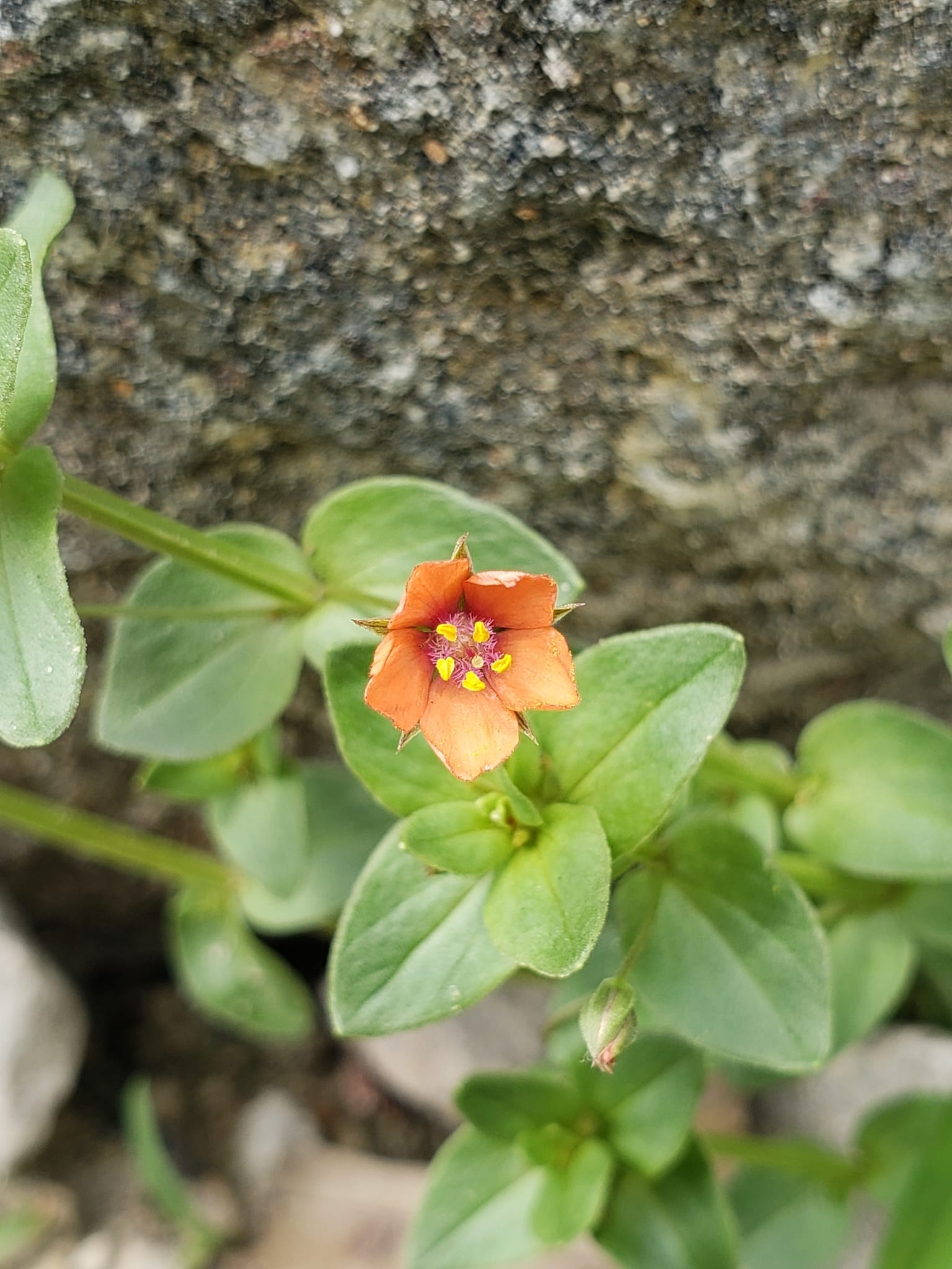 Chickweed: Look-alike side by side. Scarlet pimpernel (Lysimachia arvensis), a toxic look-alike