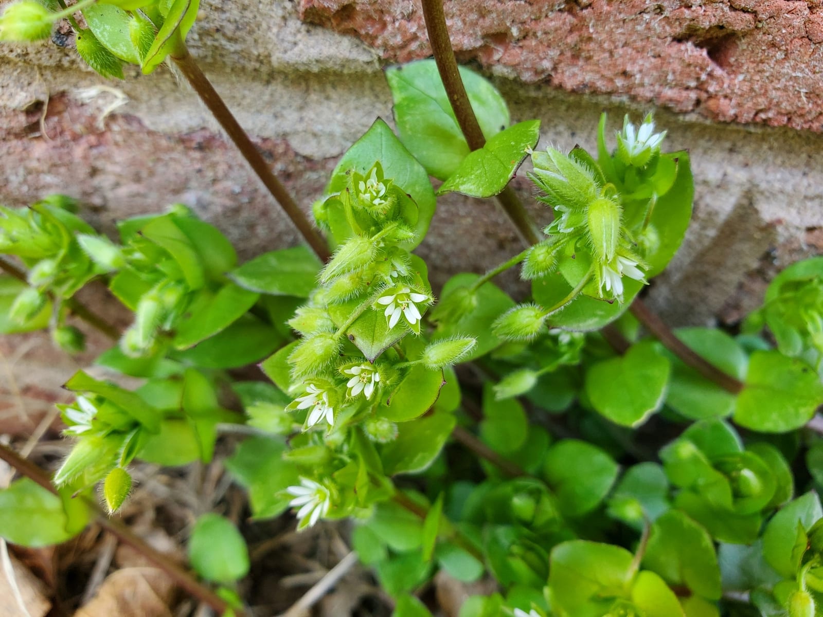 Chickweed: Whole plant
