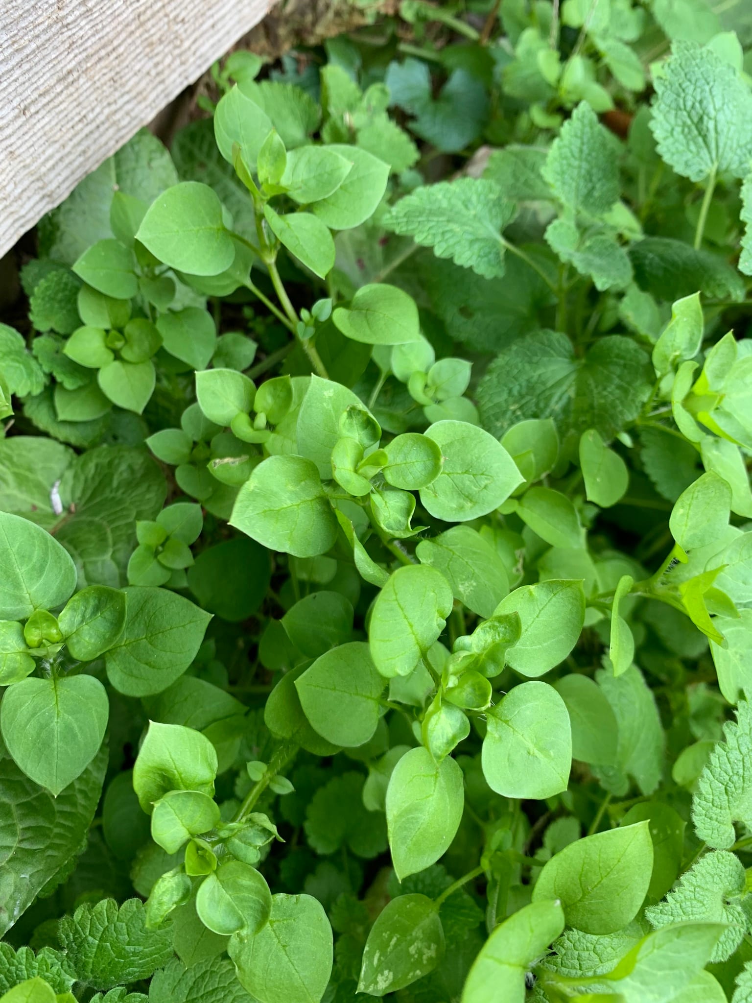 Chickweed: Whole plant