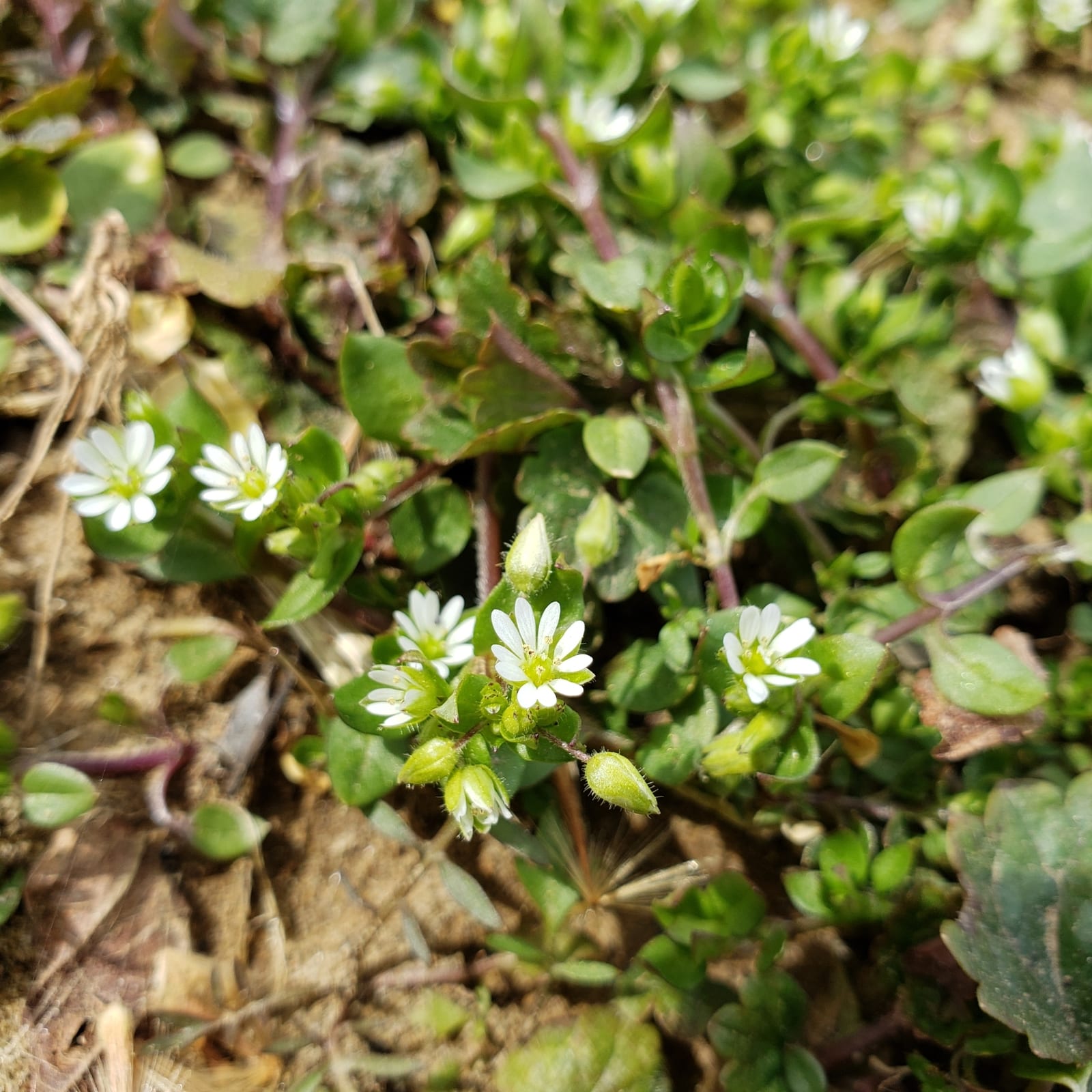 Chickweed: Whole plant