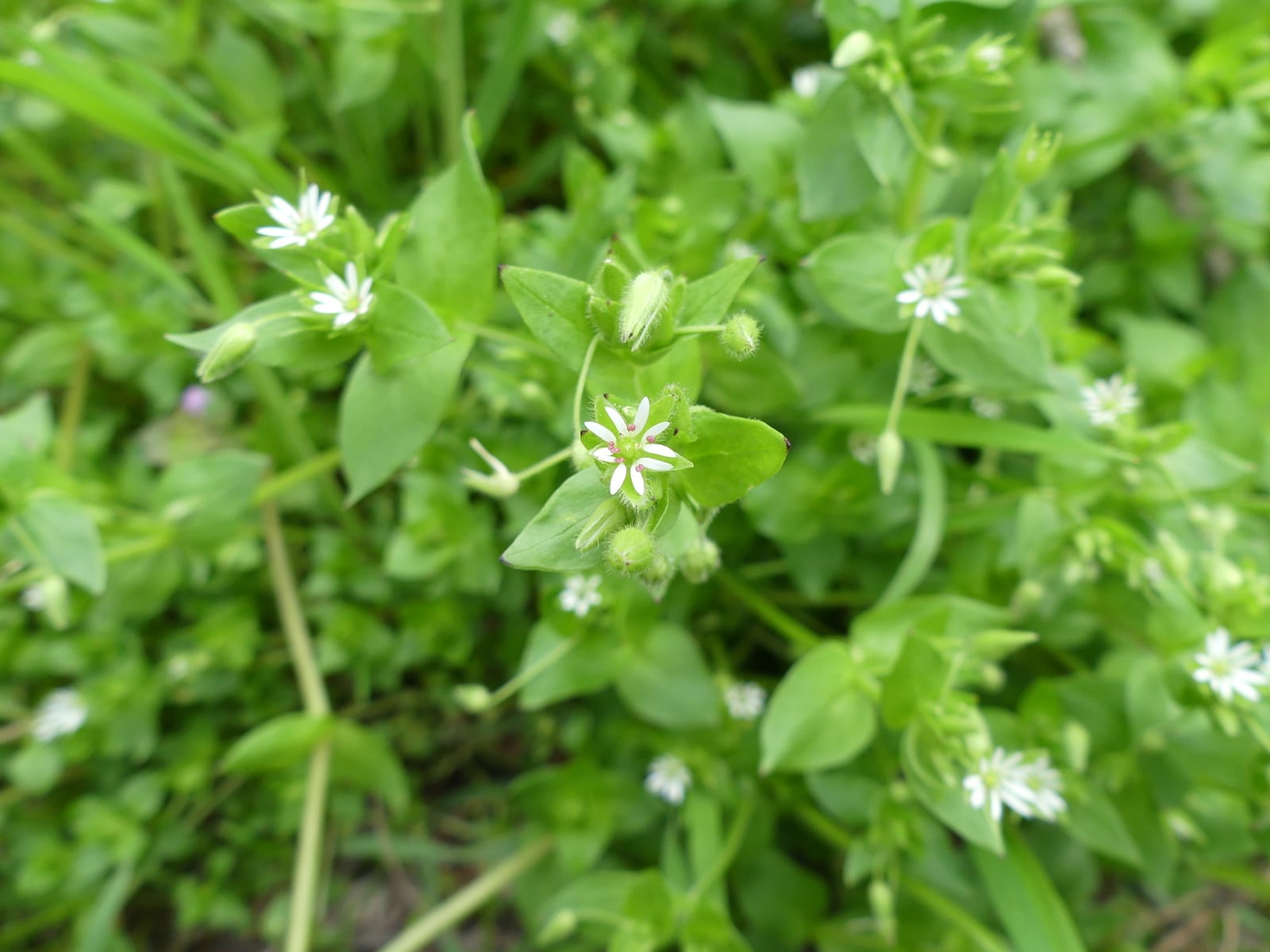 Chickweed: Whole plant