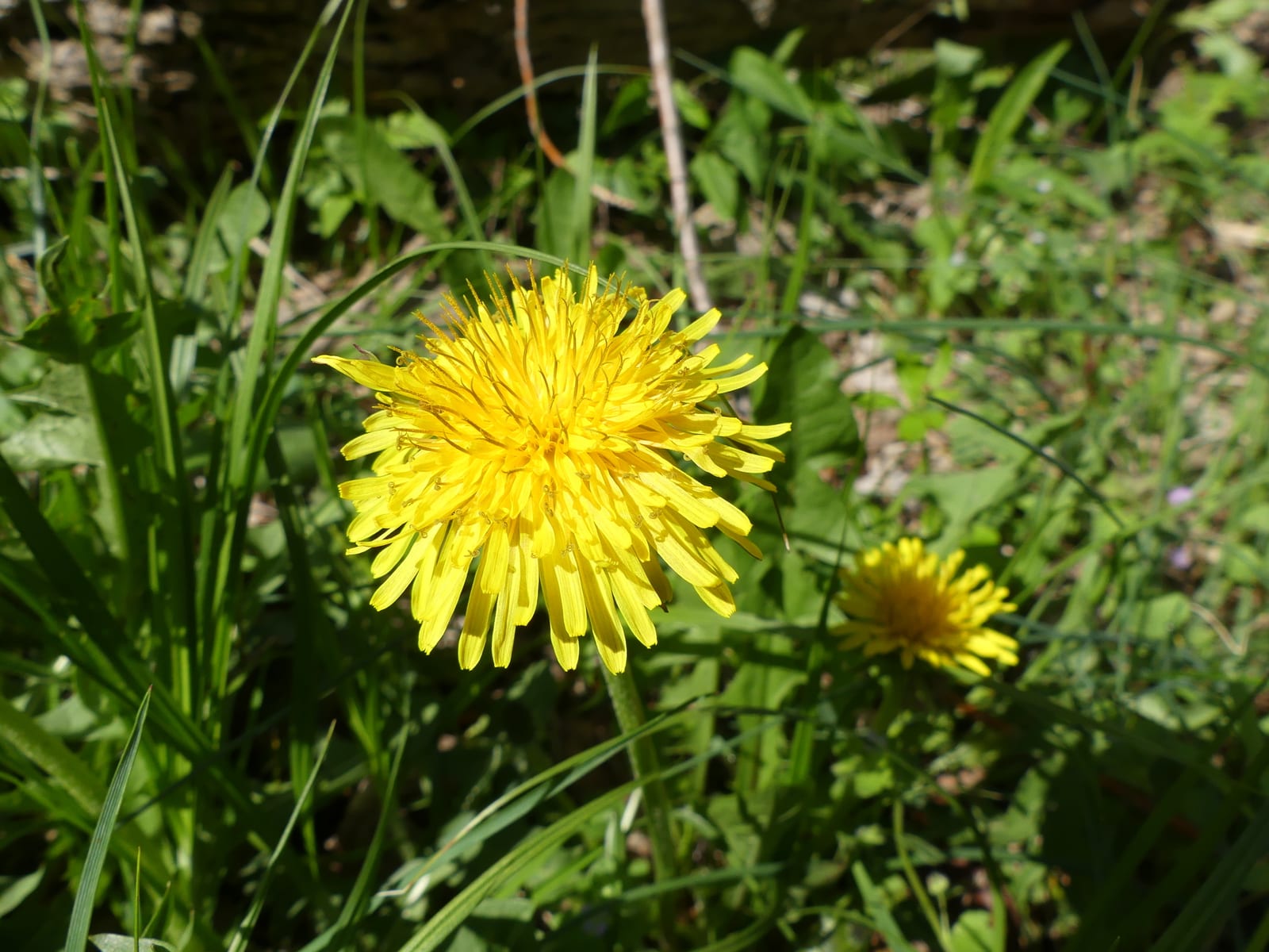 Dandelion: Flower