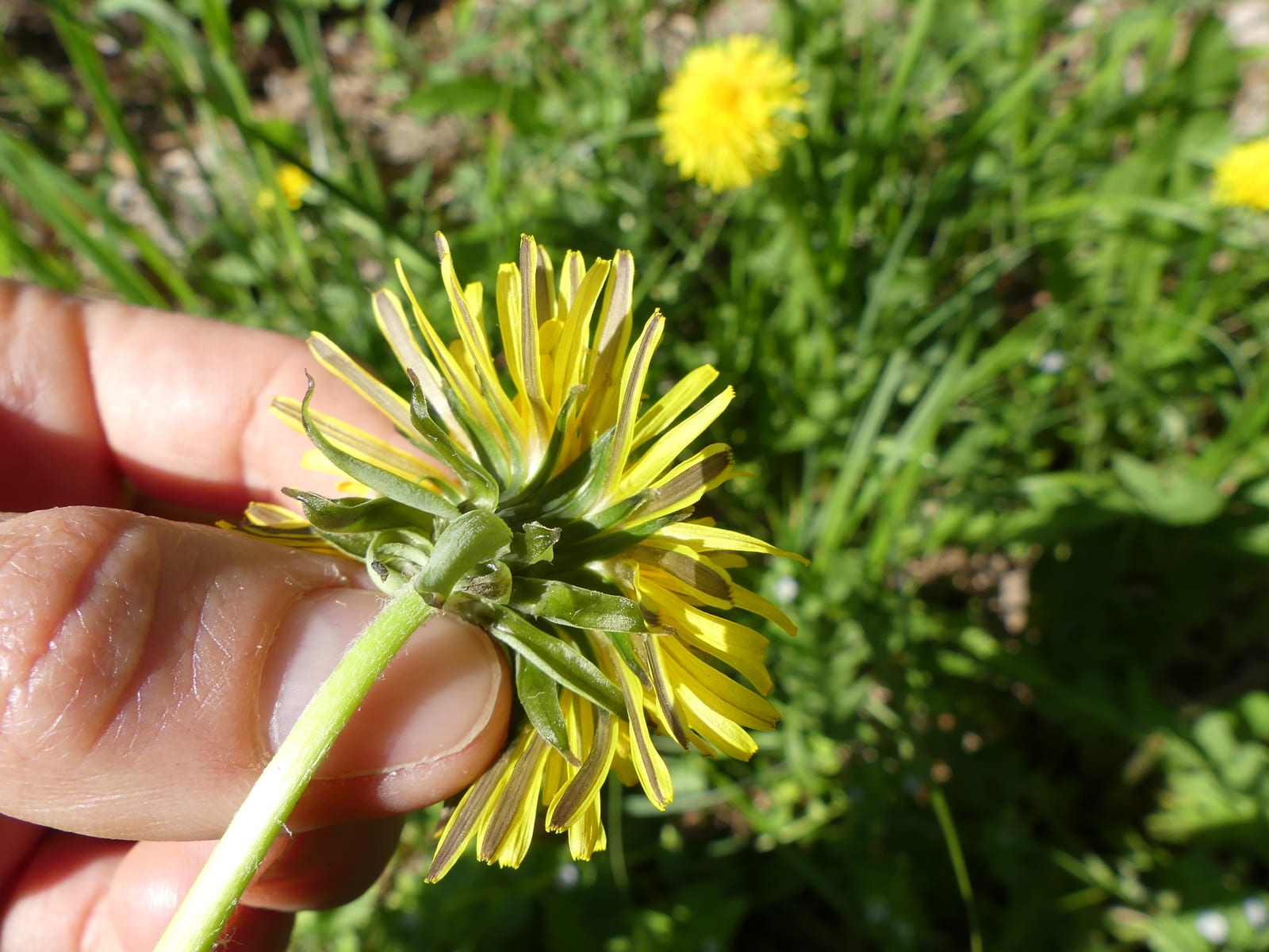Dandelion: Flower. Flower head from below: the outer green bracts curl back