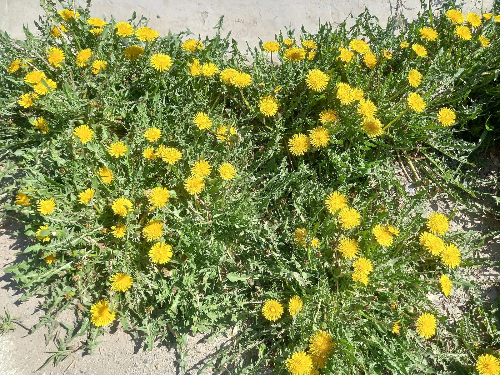 Dandelion: Habitat