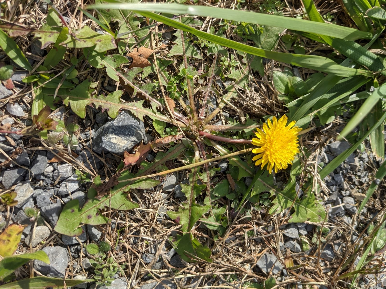 Dandelion: Leaf