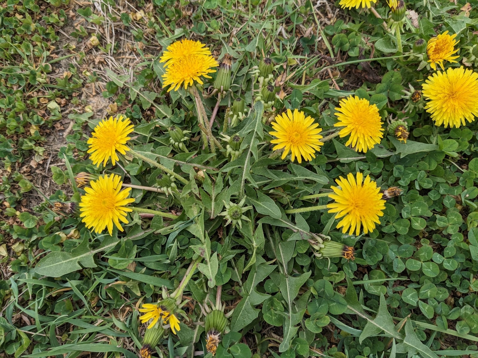 Dandelion: Whole plant