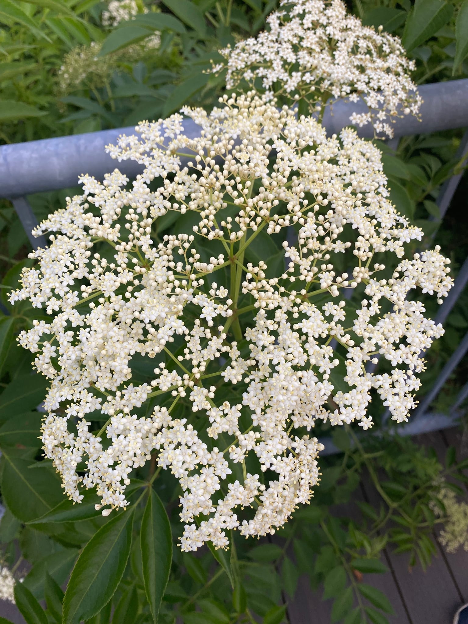 Elderberry: Flower