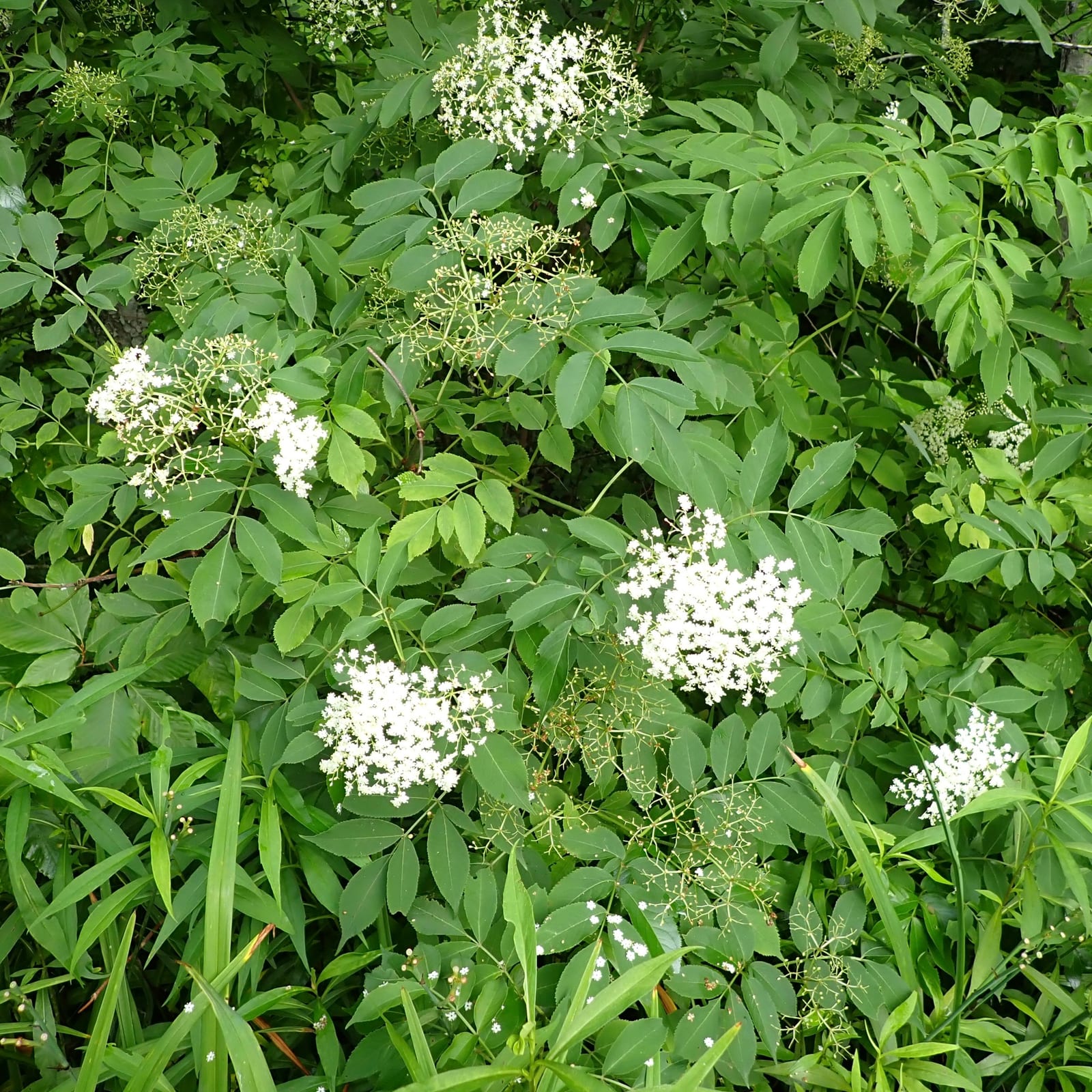 Elderberry: Habitat