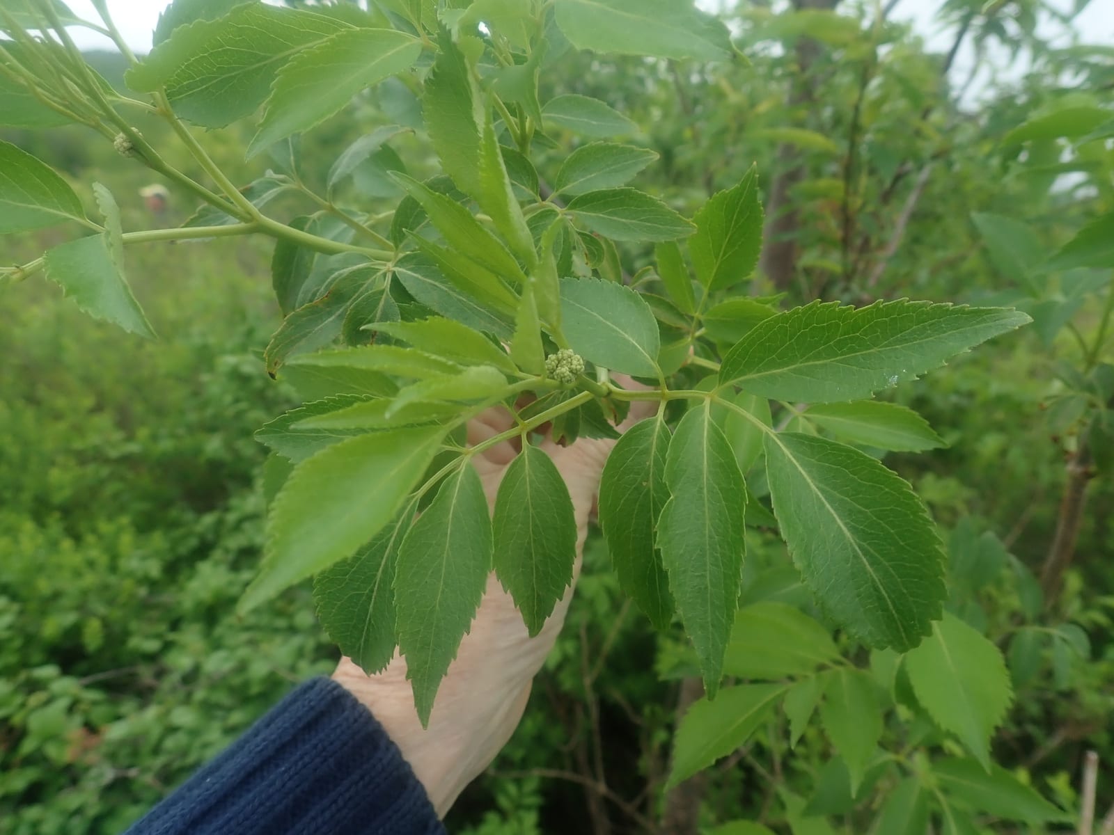 Elderberry: Leaf