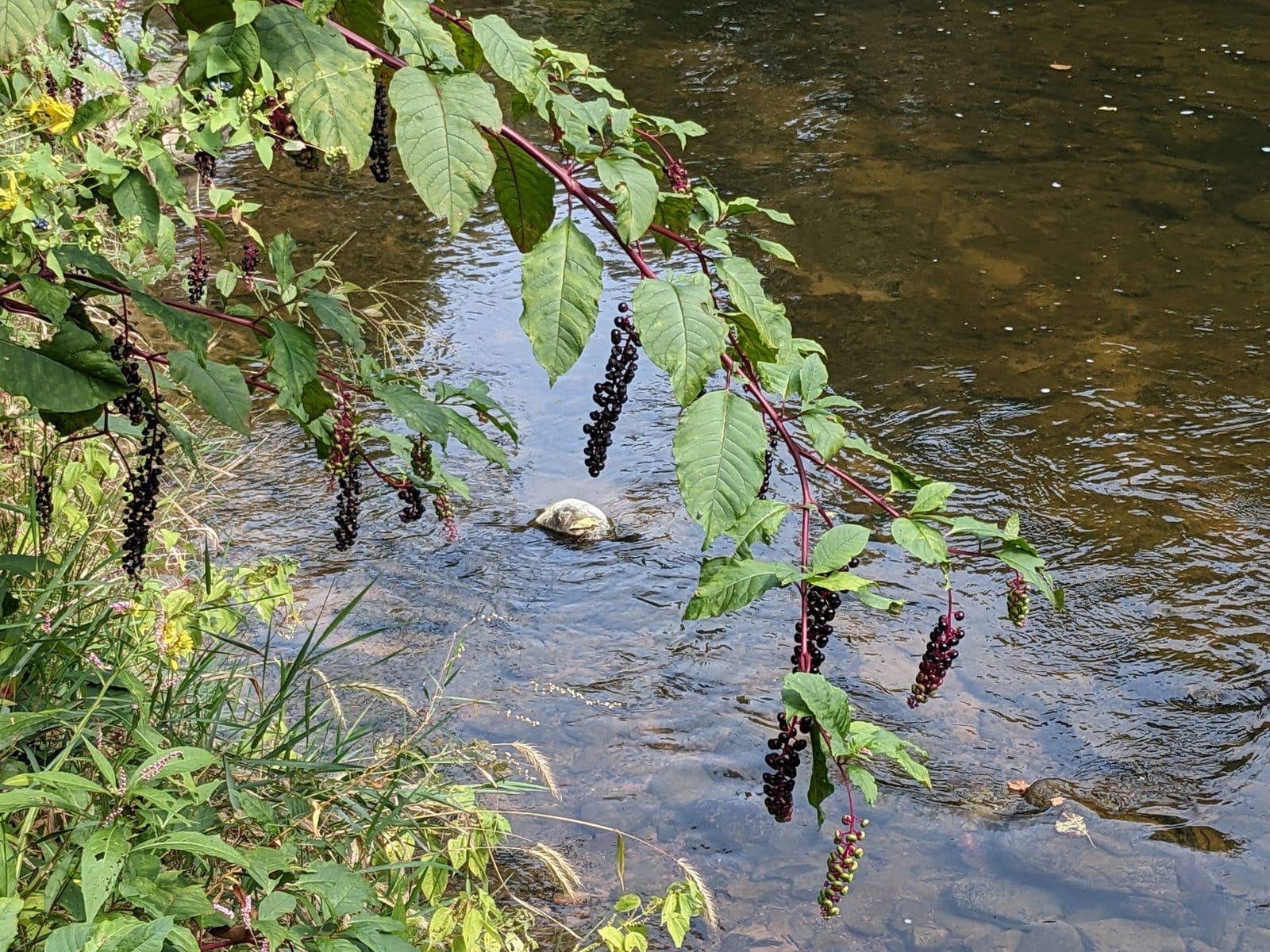 Elderberry: Look-alike side by side. Pokeweed (Phytolacca americana) berries, a toxic look-alike