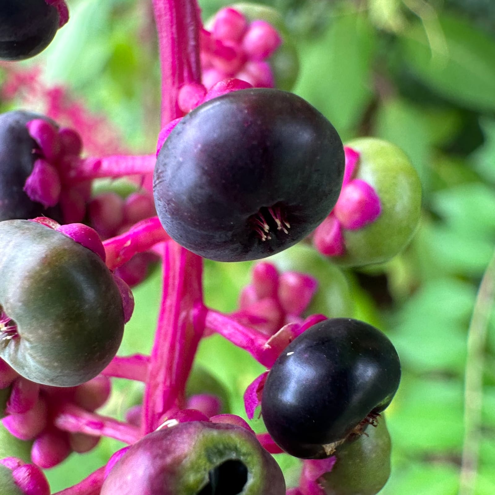 Elderberry: Look-alike side by side. Pokeweed (Phytolacca americana) berries, a toxic look-alike