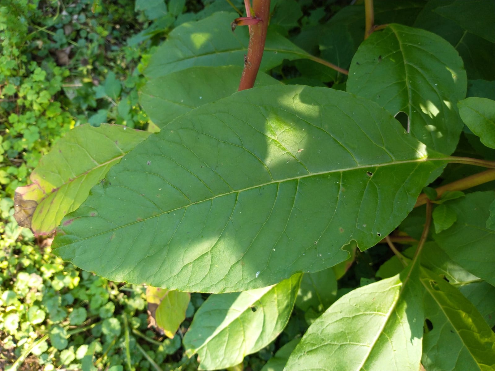 Elderberry: Look-alike side by side. Pokeweed (Phytolacca americana) berries, a toxic look-alike
