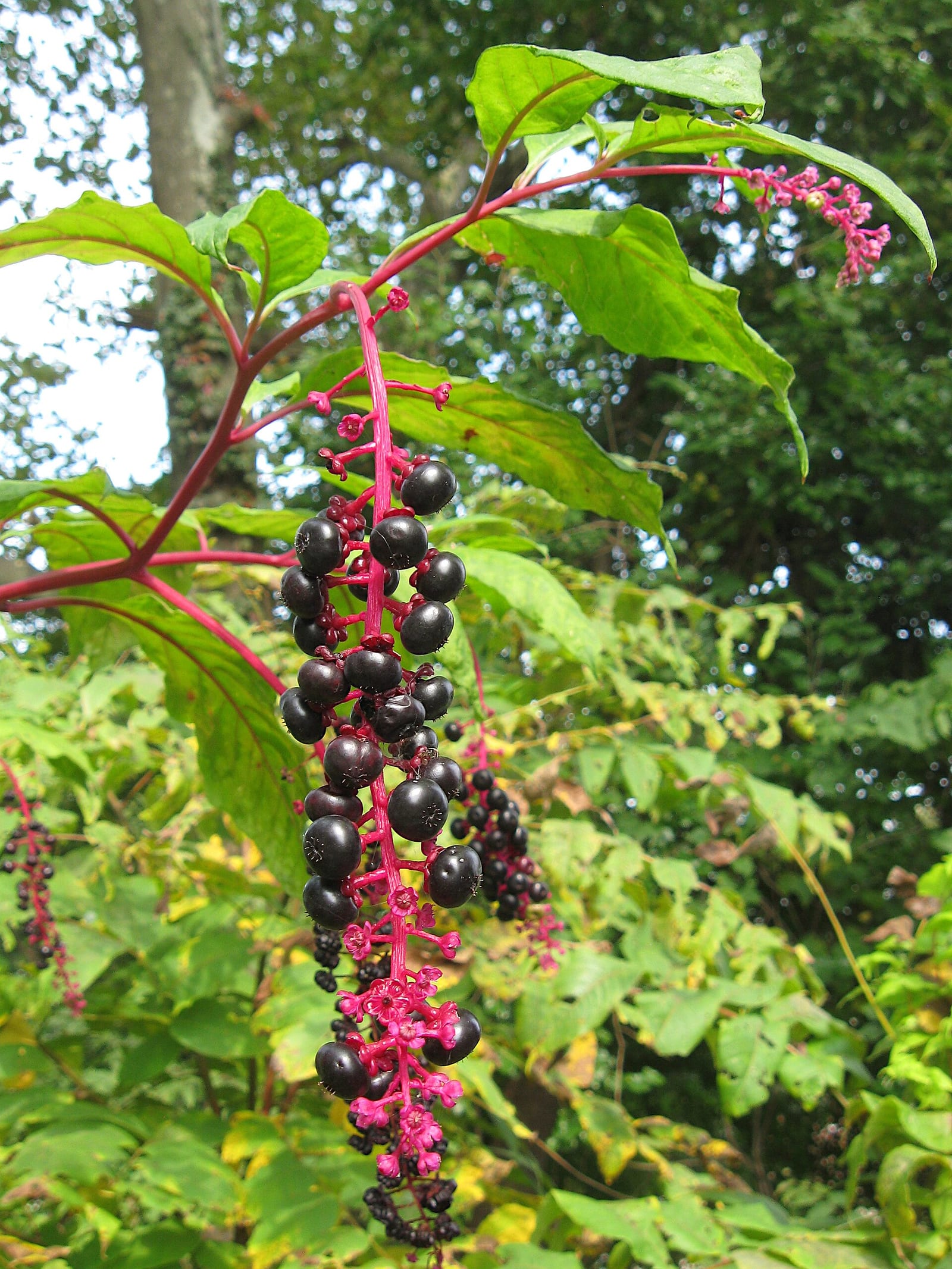Elderberry: Look-alike side by side. Pokeweed (Phytolacca americana) berries, a toxic look-alike