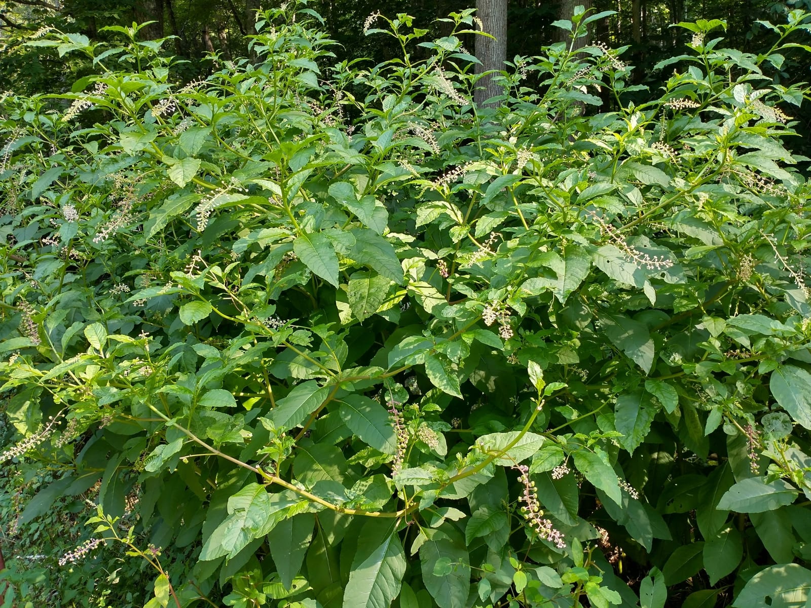 Elderberry: Look-alike side by side. Pokeweed (Phytolacca americana) berries, a toxic look-alike