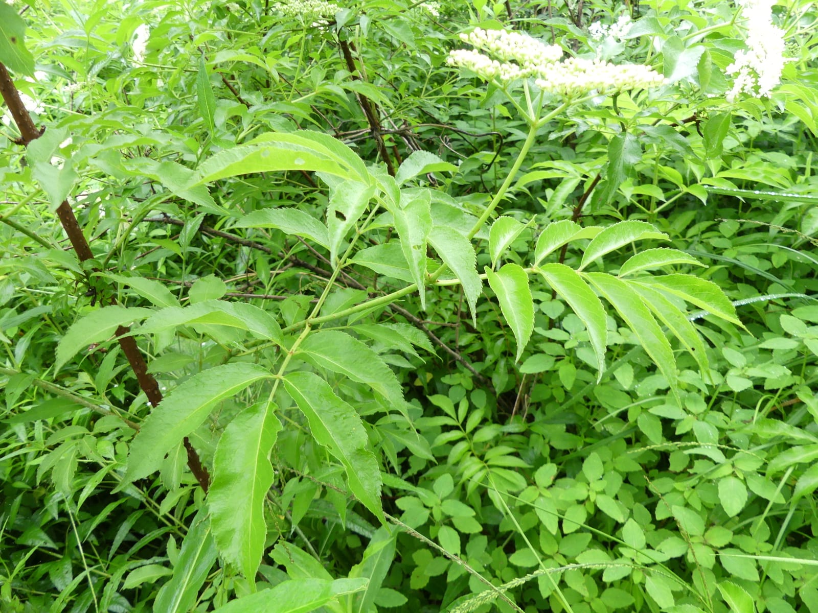 Elderberry: Photo. Woody, brown stems