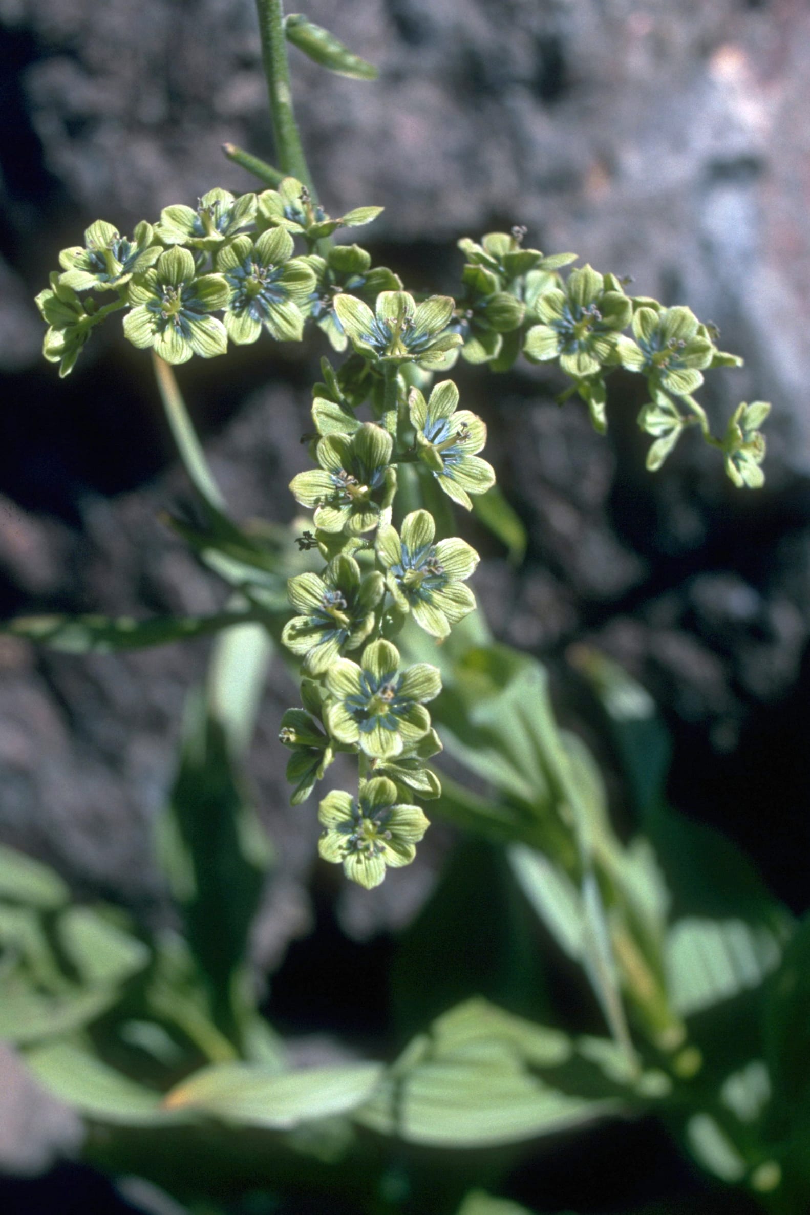 False hellebore: Flower