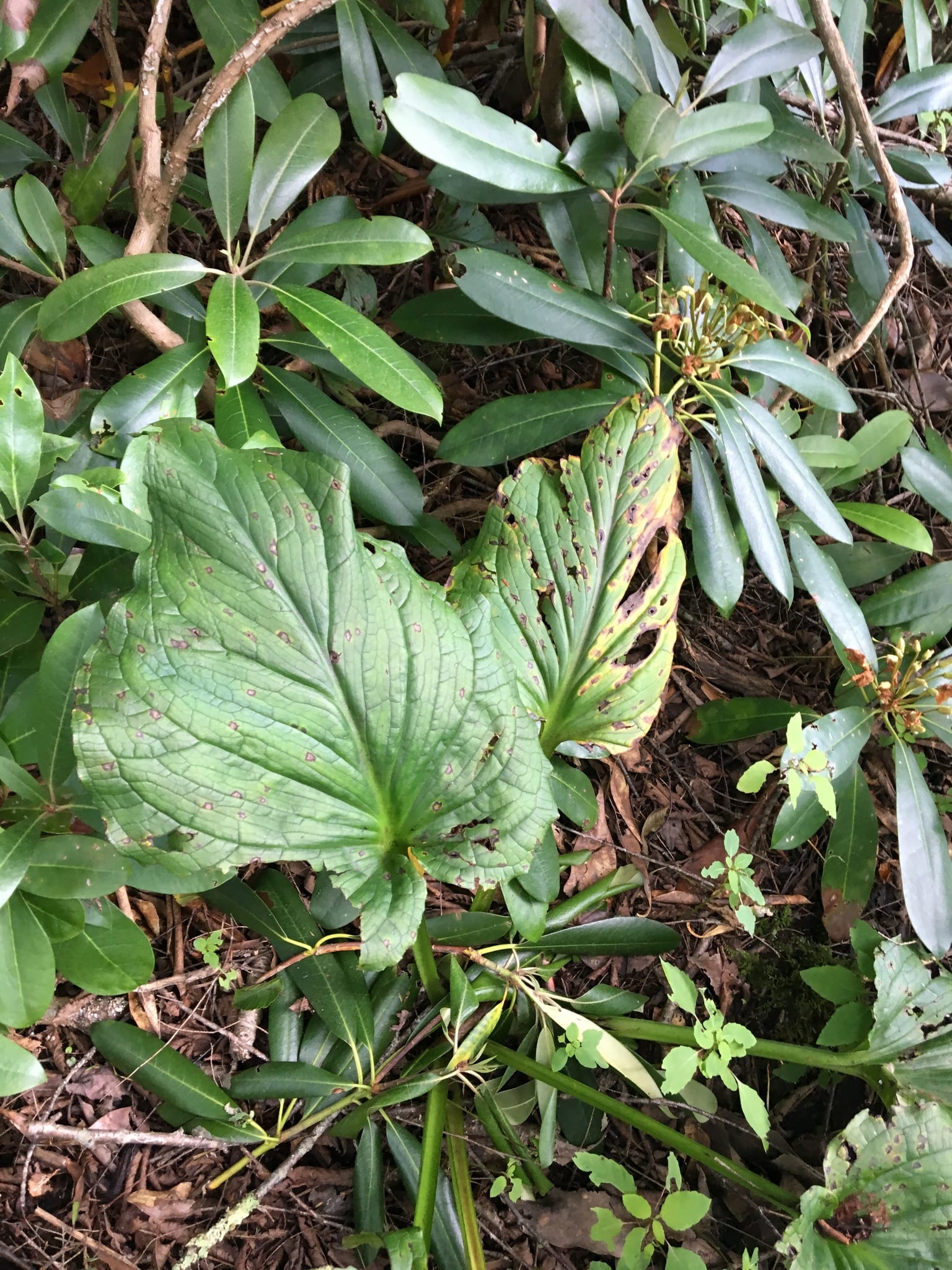 False hellebore: Look-alike side by side. Skunk cabbage (Symplocarpus foetidus), a toxic look-alike