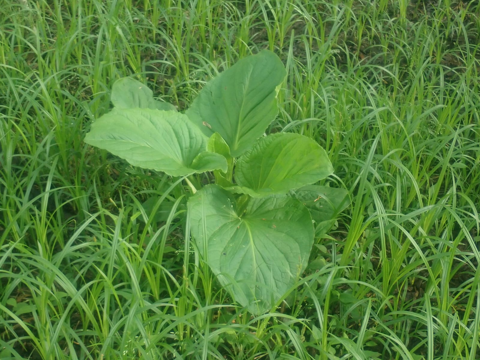 False hellebore: Look-alike side by side. Skunk cabbage (Symplocarpus foetidus), a toxic look-alike