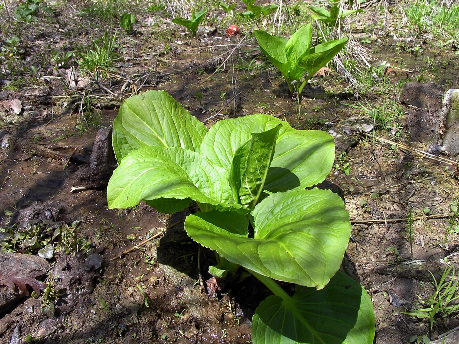 False hellebore: Look-alike side by side. Skunk cabbage (Symplocarpus foetidus), a toxic look-alike