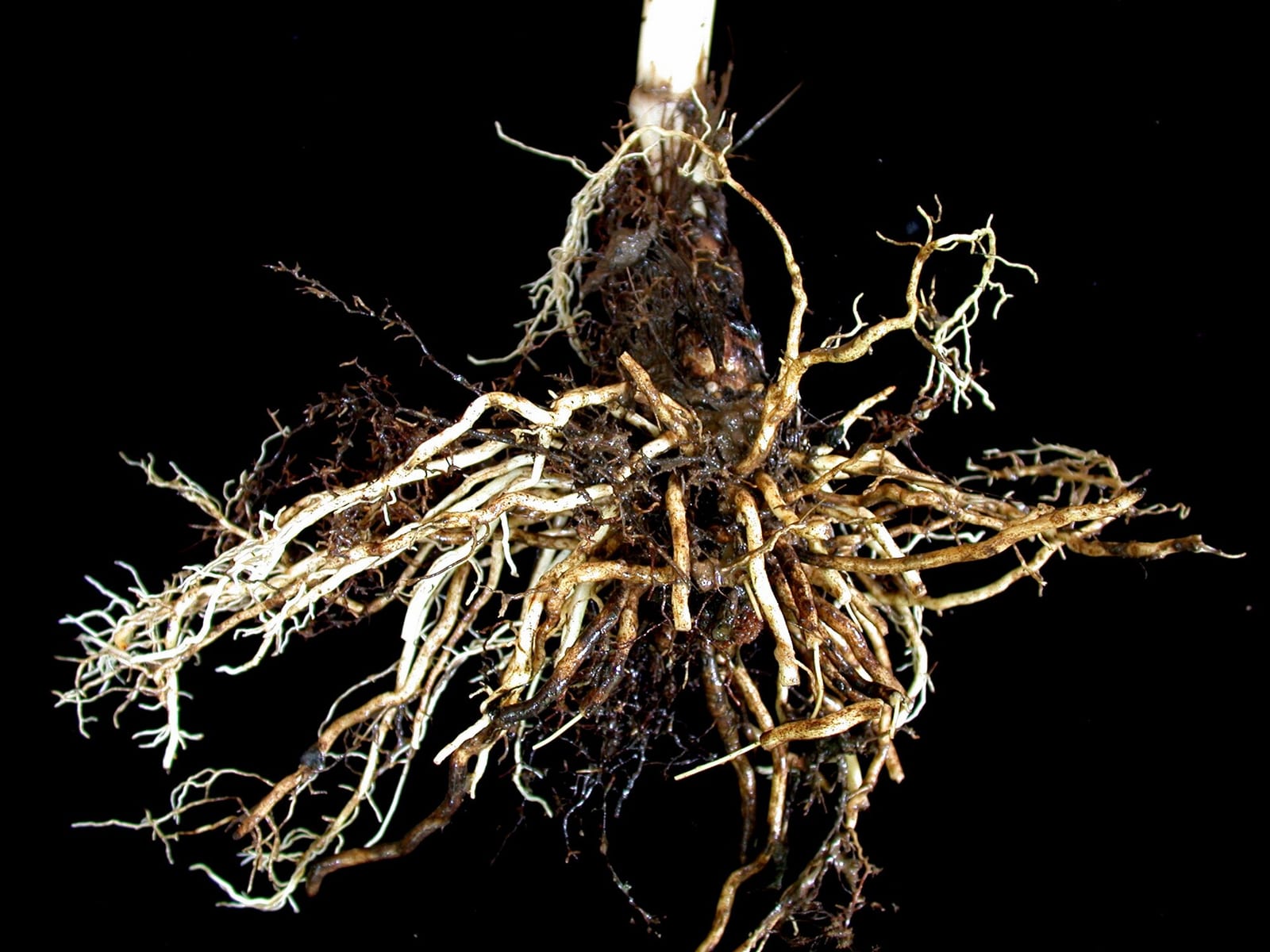 False hellebore: Root or base