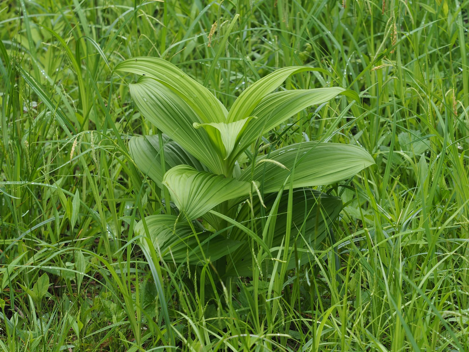 False hellebore: Whole plant