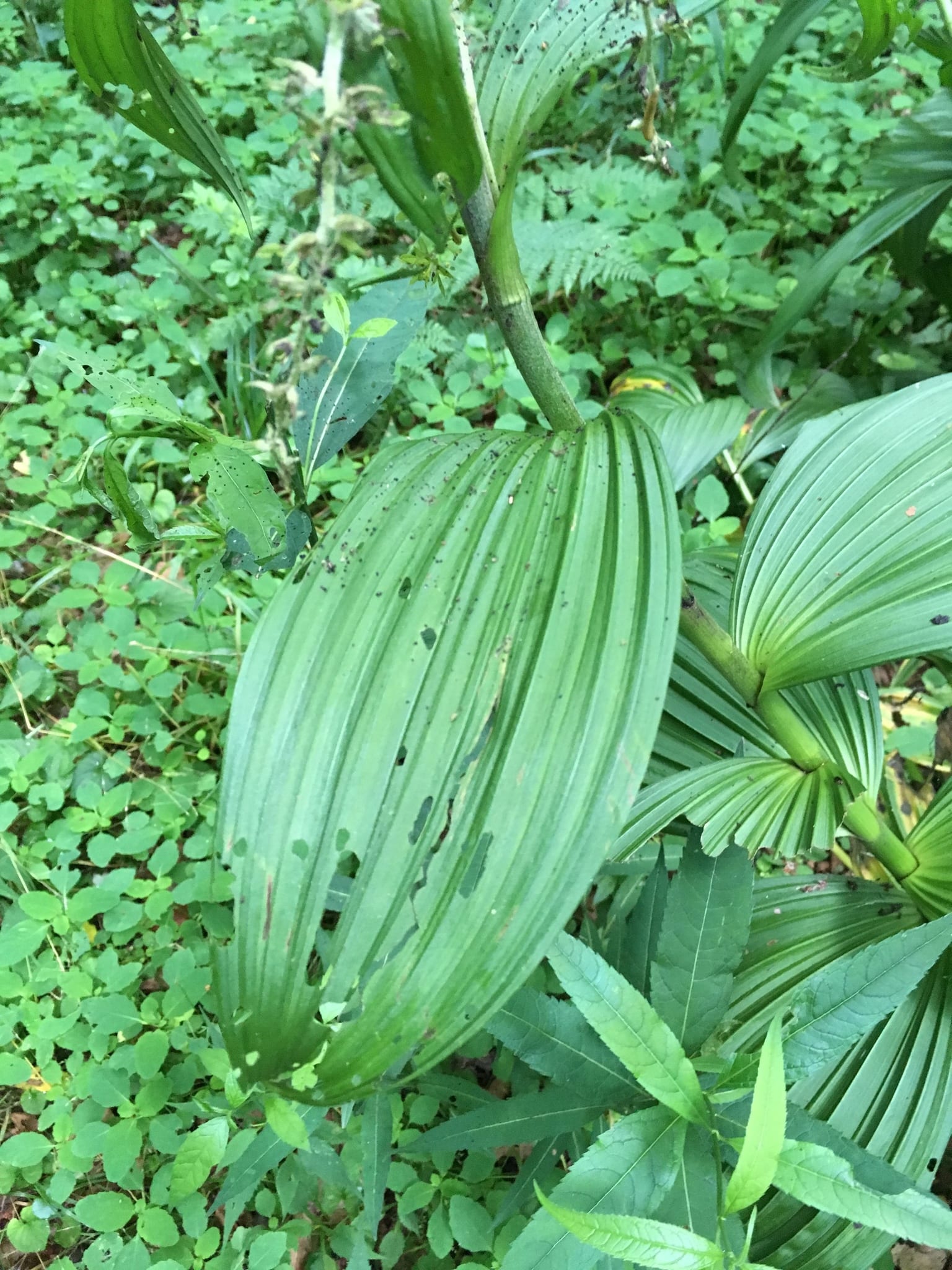 False hellebore: Whole plant