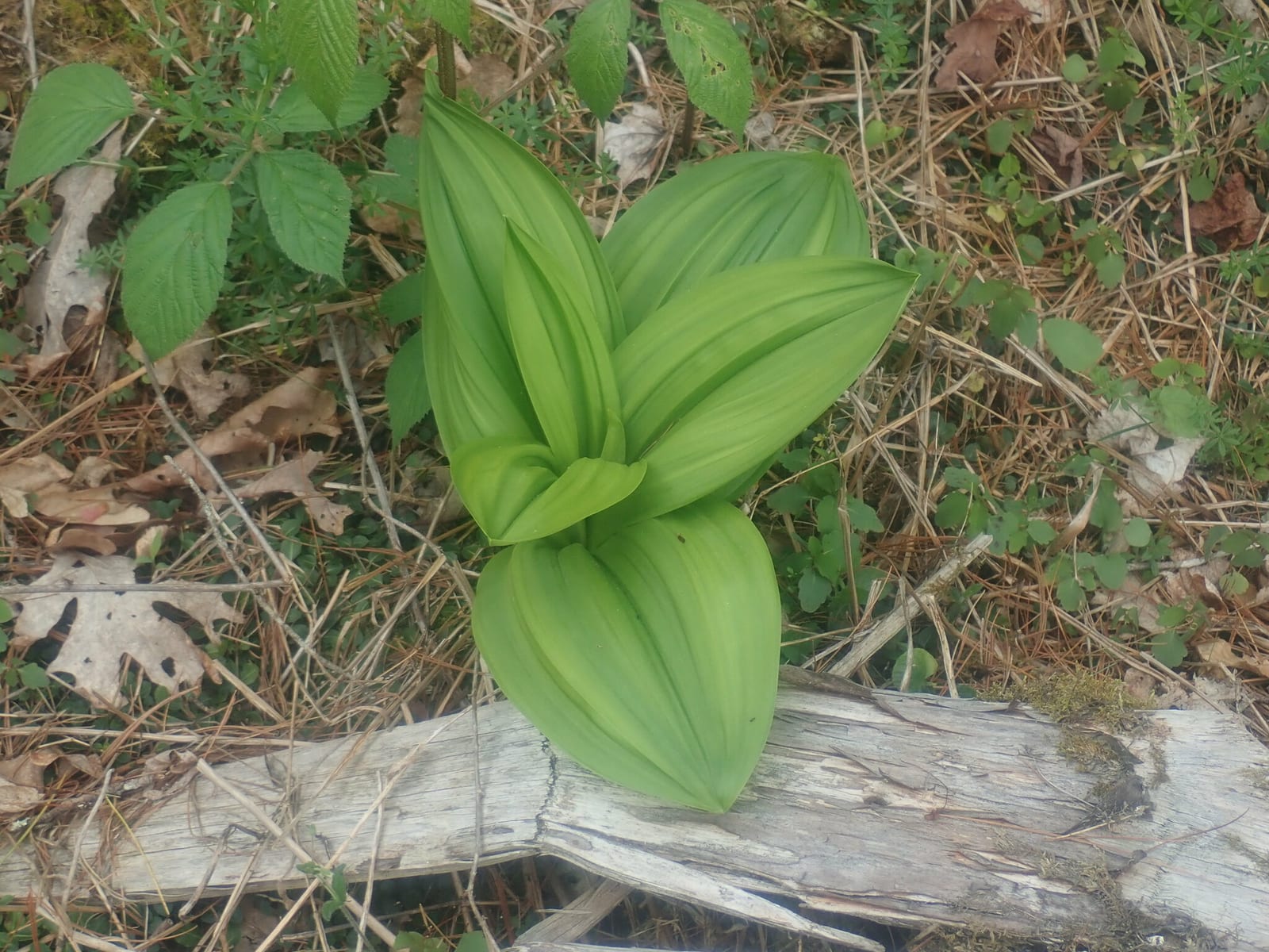 False hellebore: Whole plant