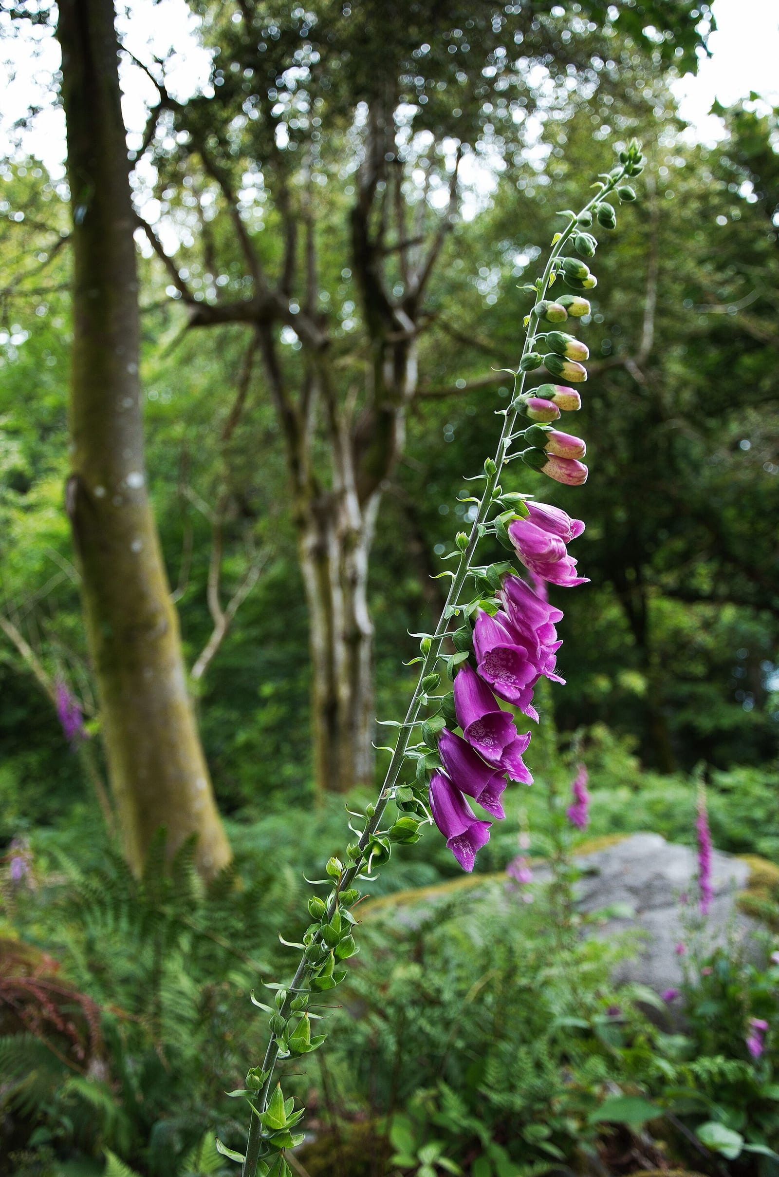 Foxglove: Flower
