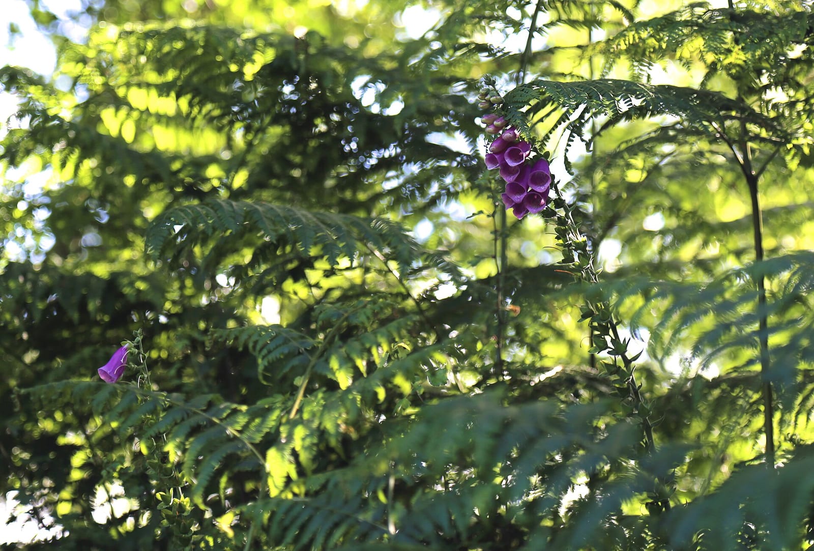 Foxglove: Fruit or seed
