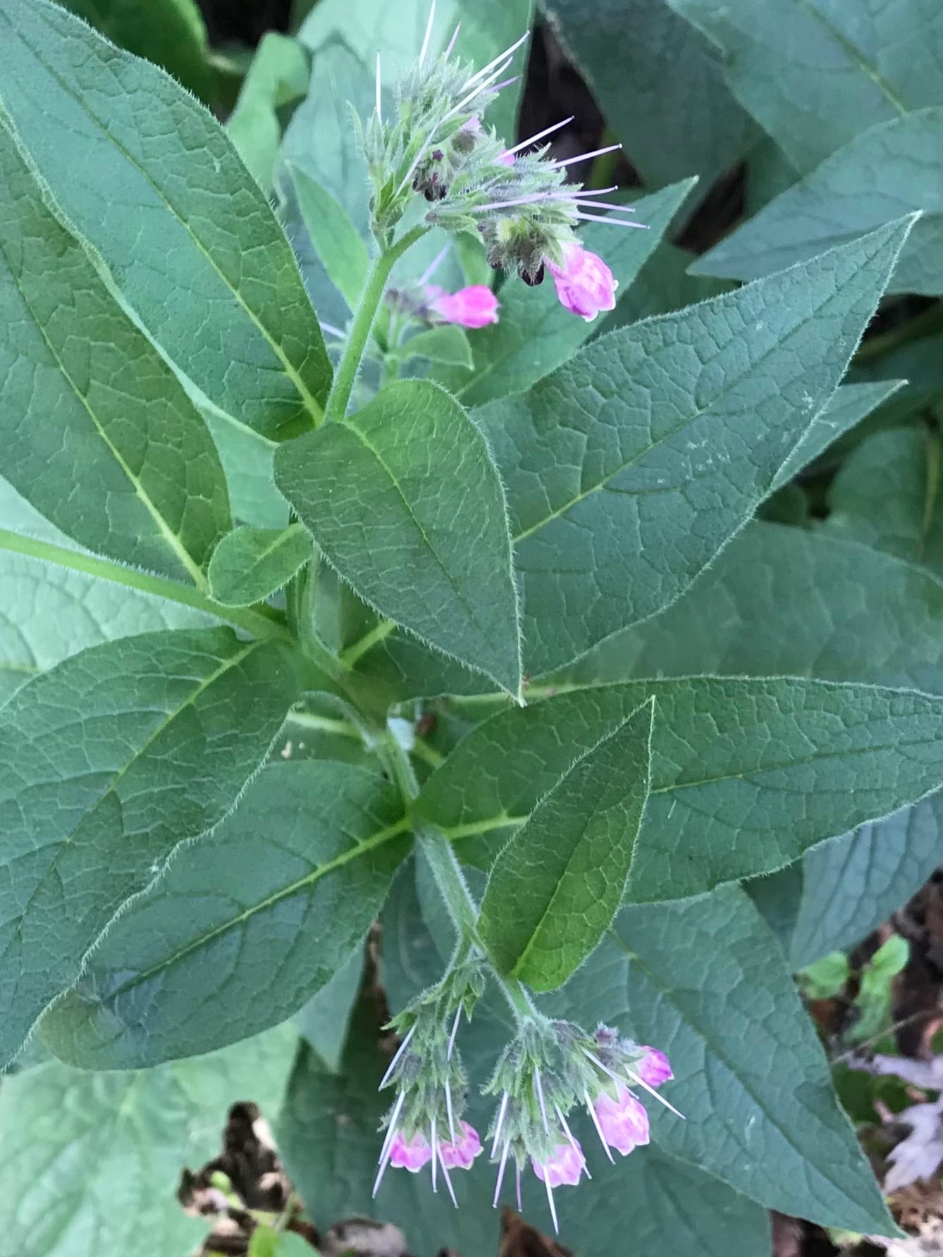 Foxglove: Look-alike side by side. Comfrey (Symphytum officinale), a toxic look-alike