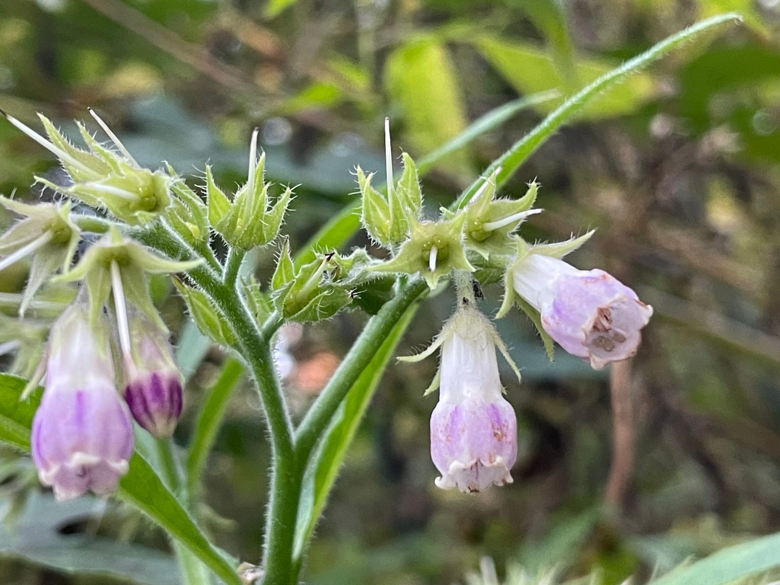 Foxglove: Look-alike side by side. Comfrey (Symphytum officinale), a toxic look-alike